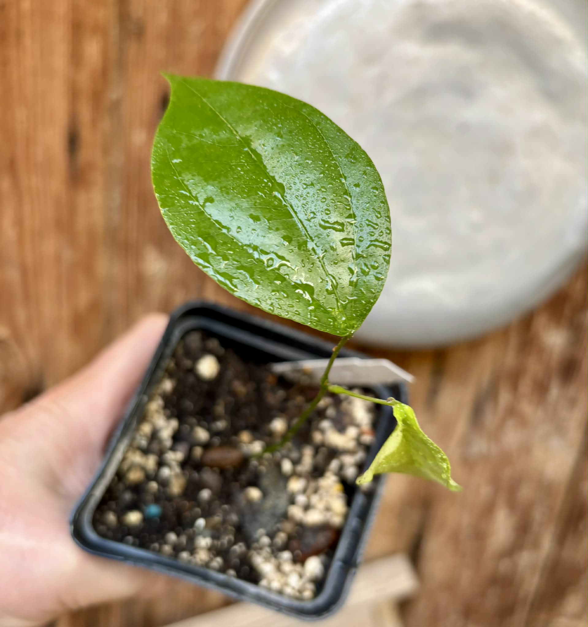 Pitombinha da Amazonia (Abuta grandifolia) - 1 potted seedling / 1 getopfter Sämling