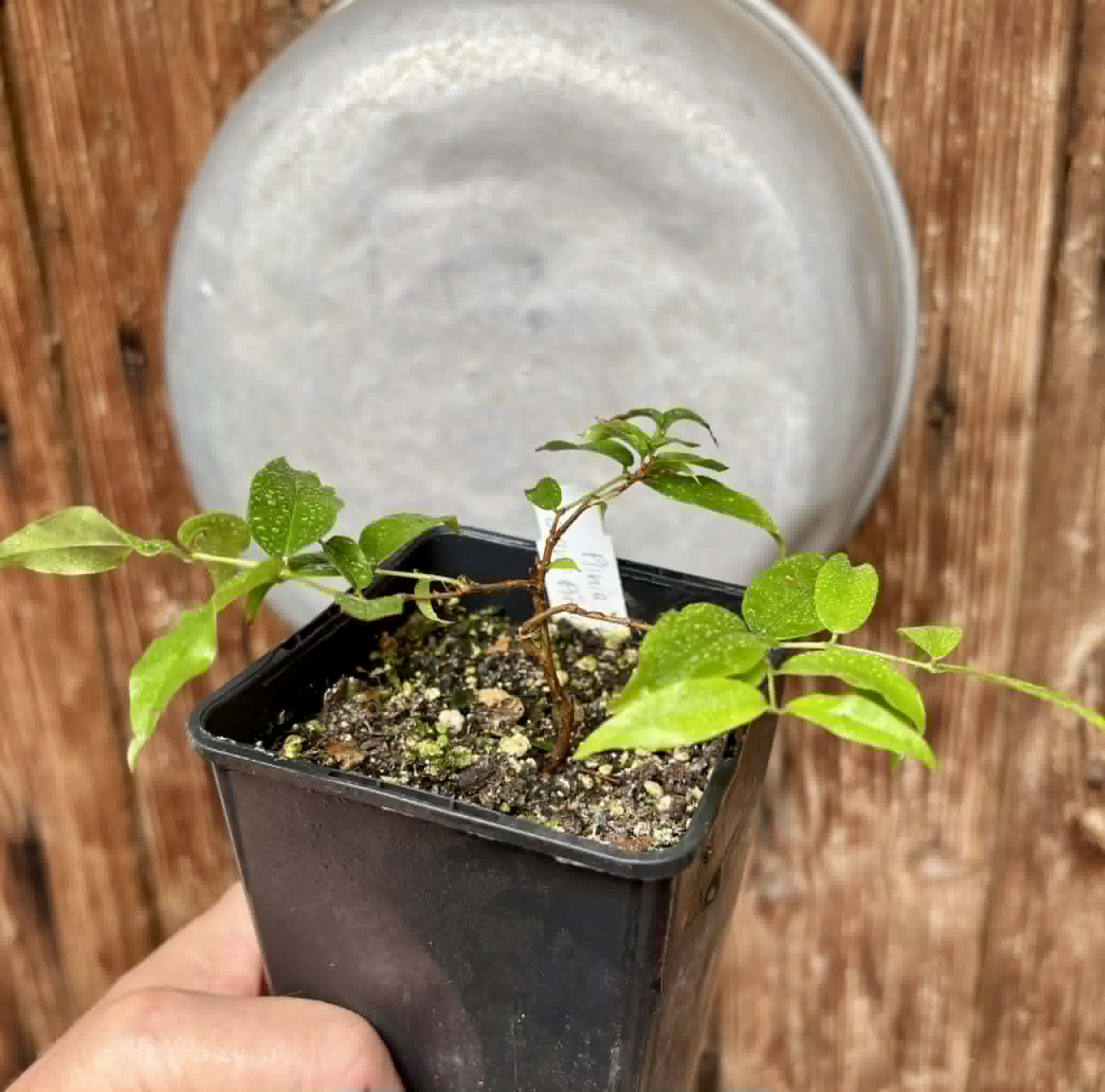 Plinia sp Giant Piray Argentina - 1 potted plant / 1 getopfte Pflanze