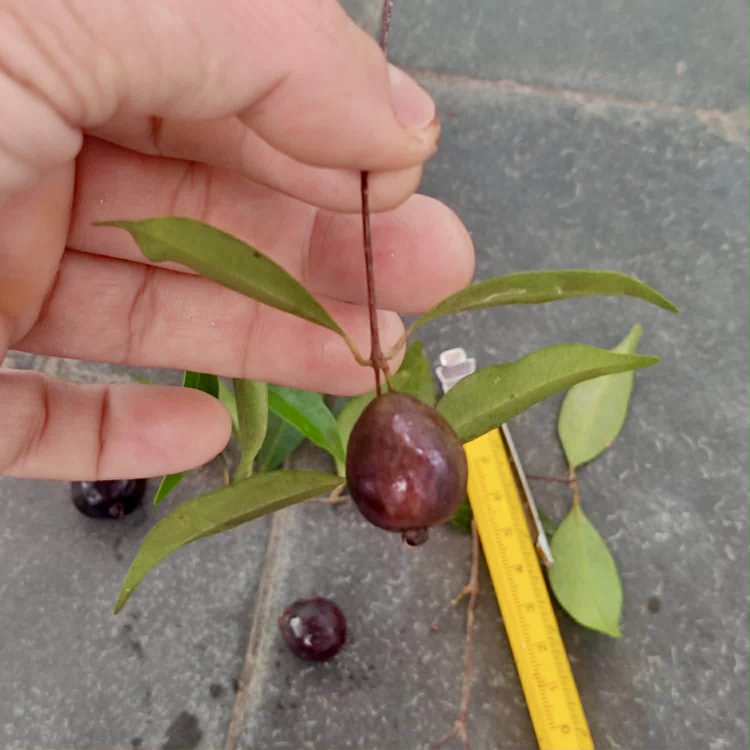 Pre Order - Eugenia sp Polpa branca Santuario - 1 fresh seed / 1 frischer Samen