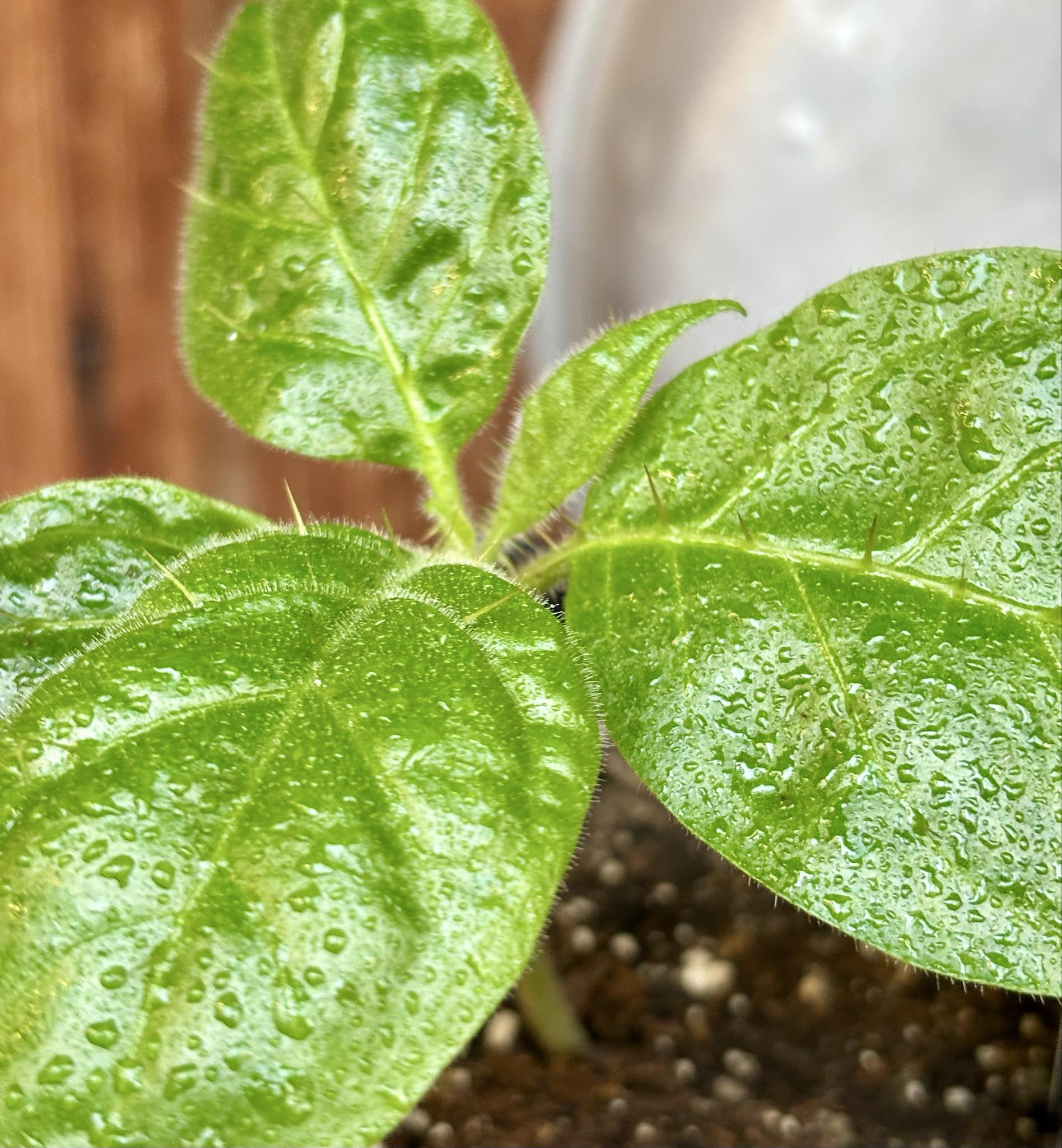Solanum rumpincola - 1 small potted seedling / 1 kleiner, getopfter Sämling