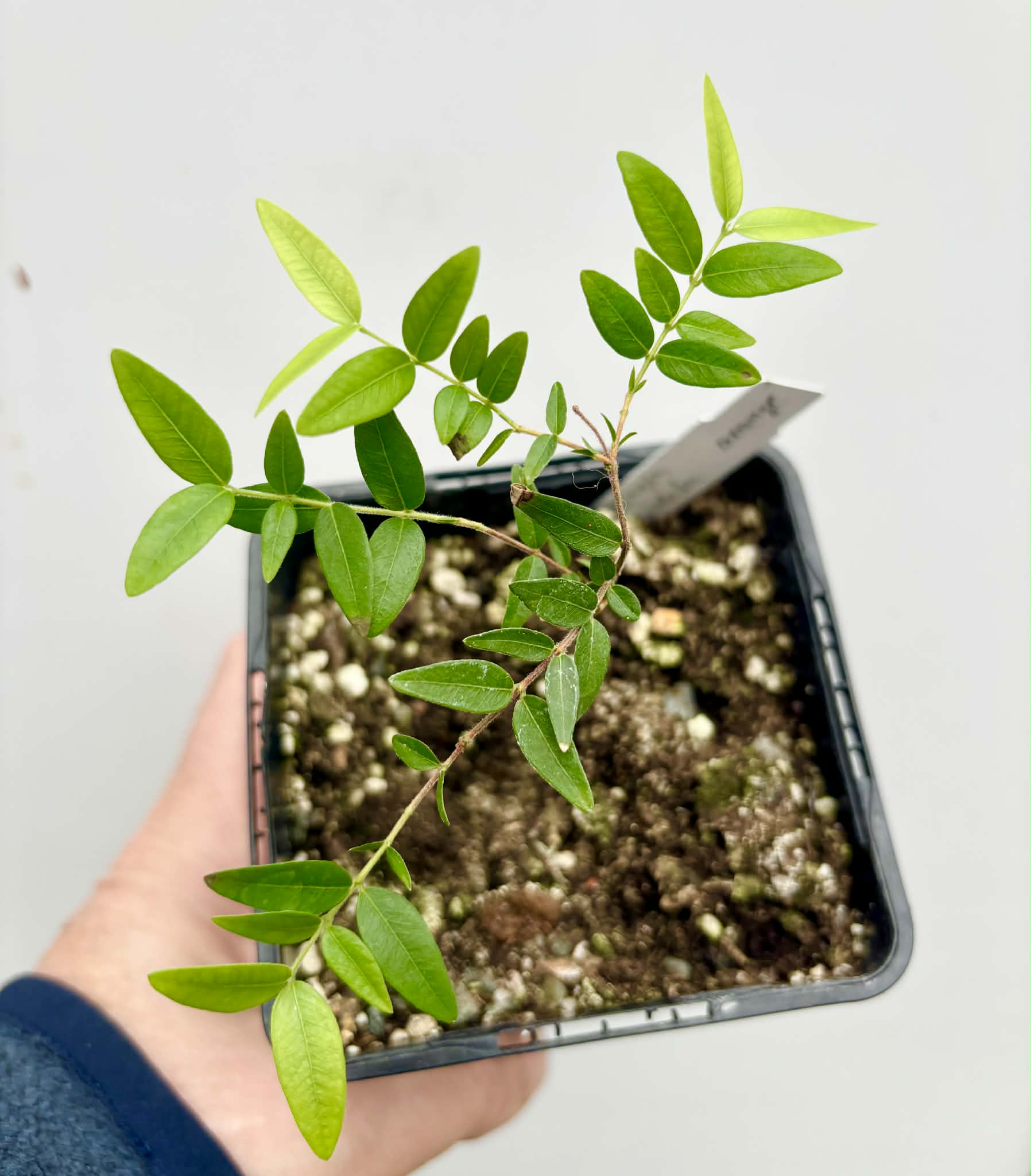 Myrciaria cuspidata ORANGE - 1 potted seedling / 1 getopfter Sämling