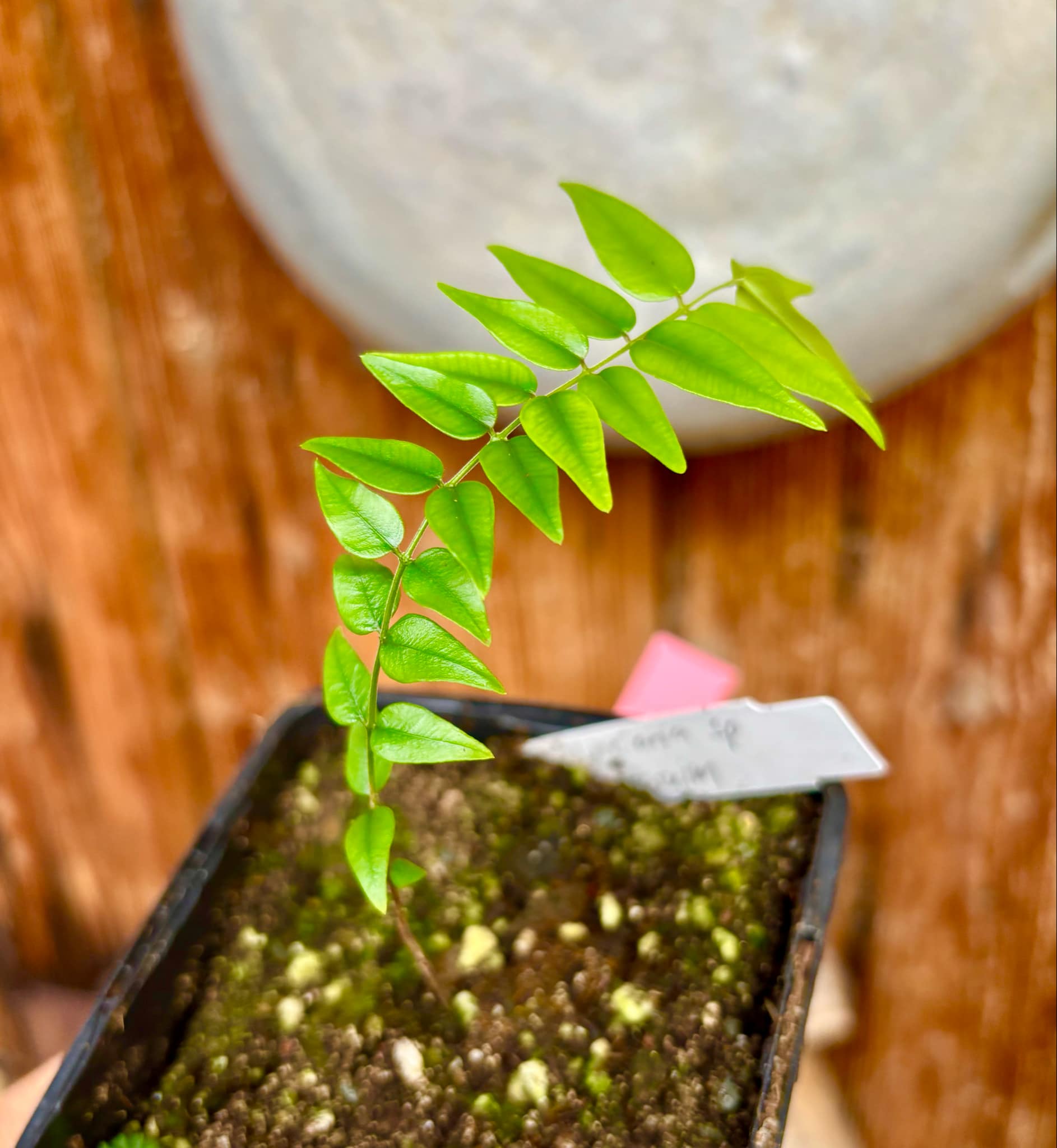 Myrciaria sp Maruim - 1 potted seedling / 1 getopfter Sämling