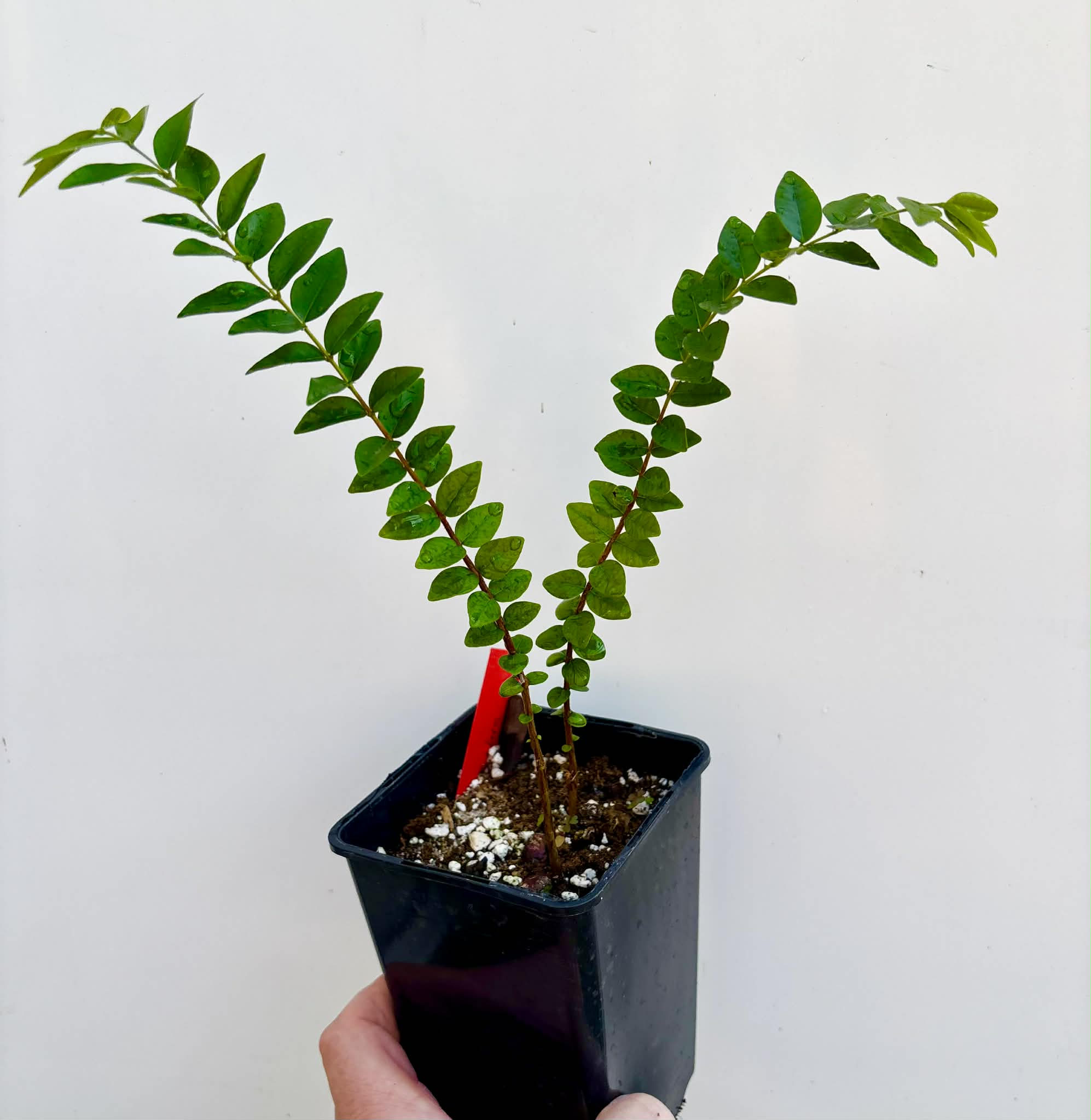 2 in 1 pot - Myrciaria sp Pastora - 2 seedlings in one pot / 2 Sämlinge in einem Topf