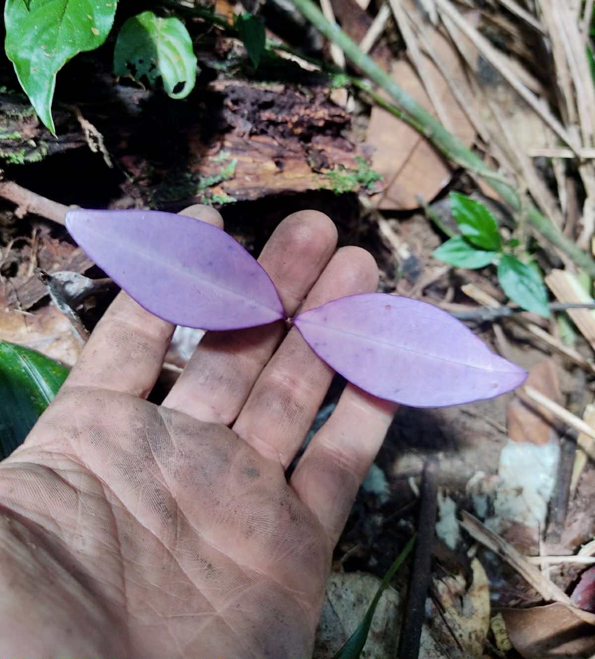 Eugenia sp Essencia negra - 1 germinated seed / 1 gekeimter Samen Eugenia sp Essencia negra - 1 germinated seed / 1 gekeimter Samen