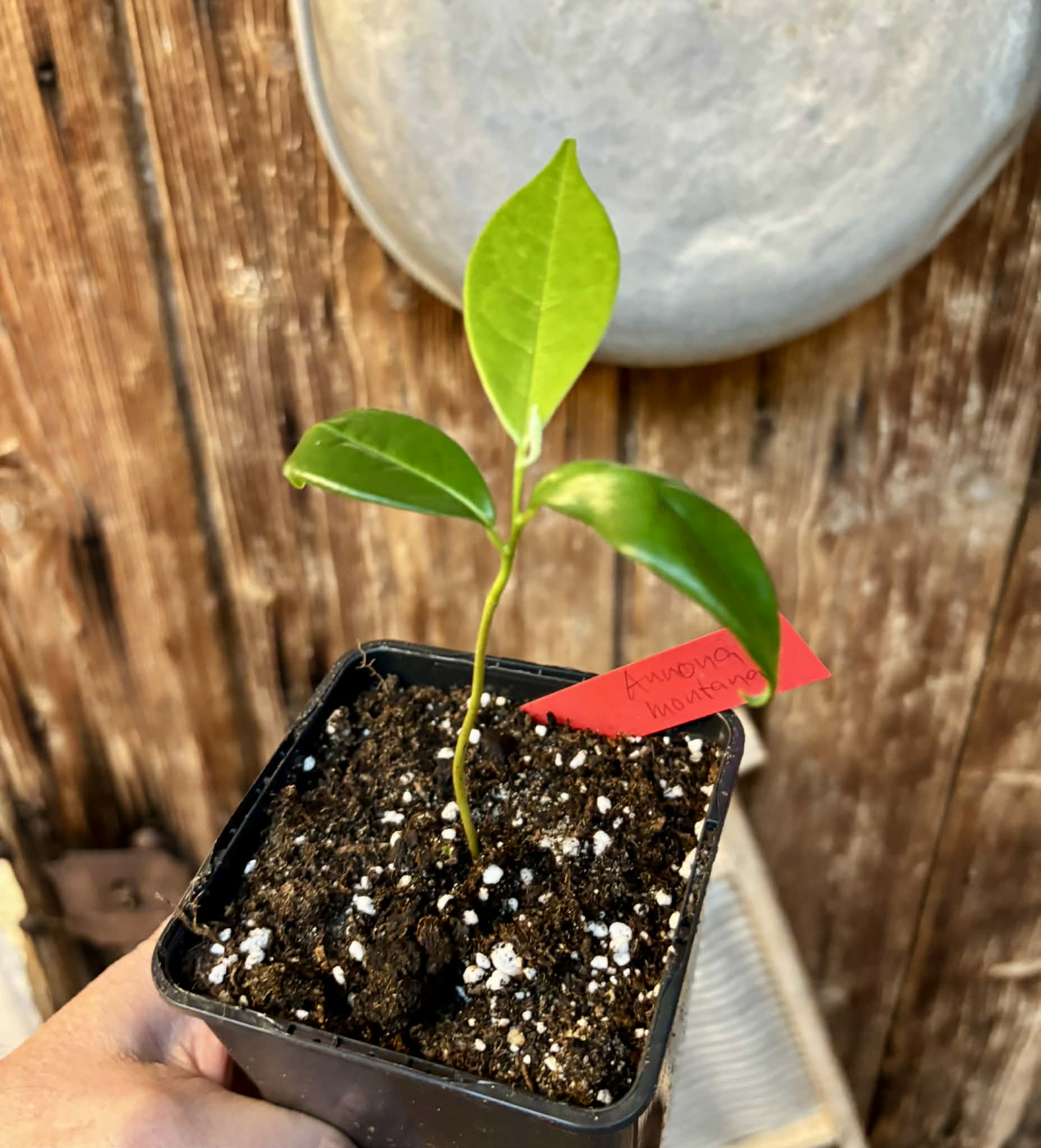 Annona montana - Mountain Soursop - 1 potted plant / 1 getopfte Pflanze