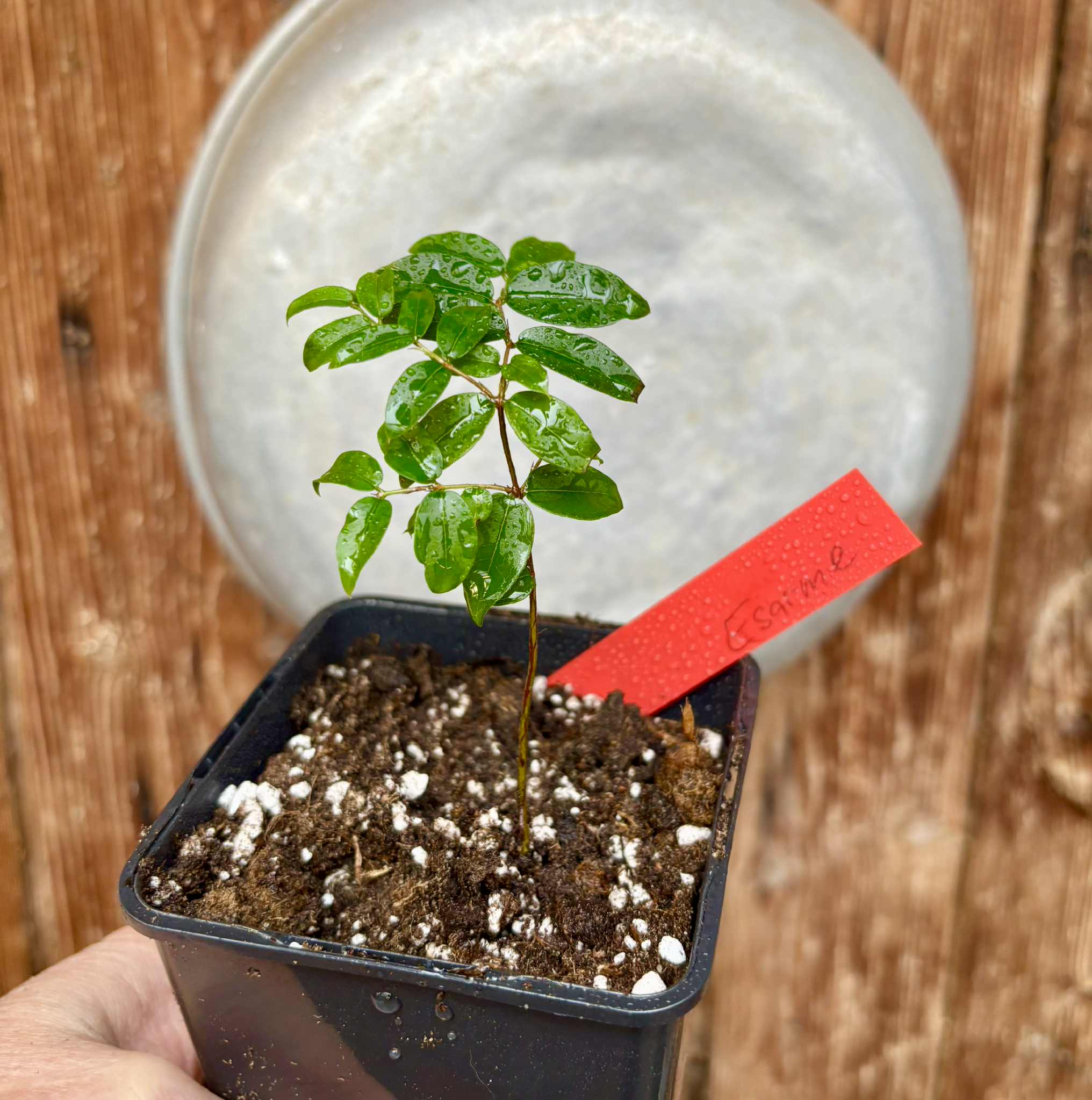 Jaboticaba - Plinia sp Esarme -  1 potted seedling / 1 getopfter Sämling