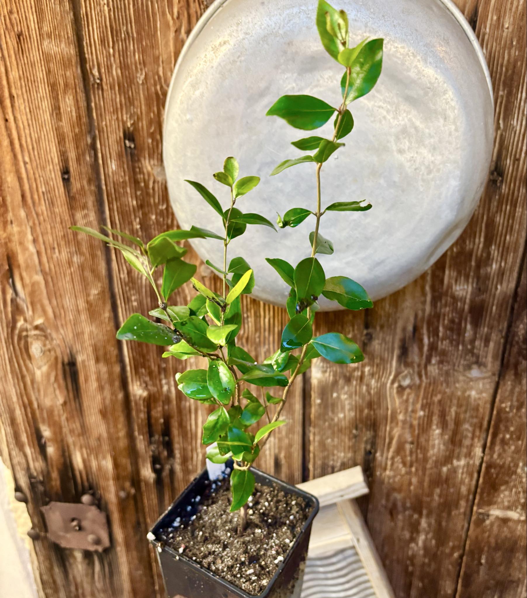  three years old - Eugenia repanda - 1 potted plant / 1 getopfte Pflanze