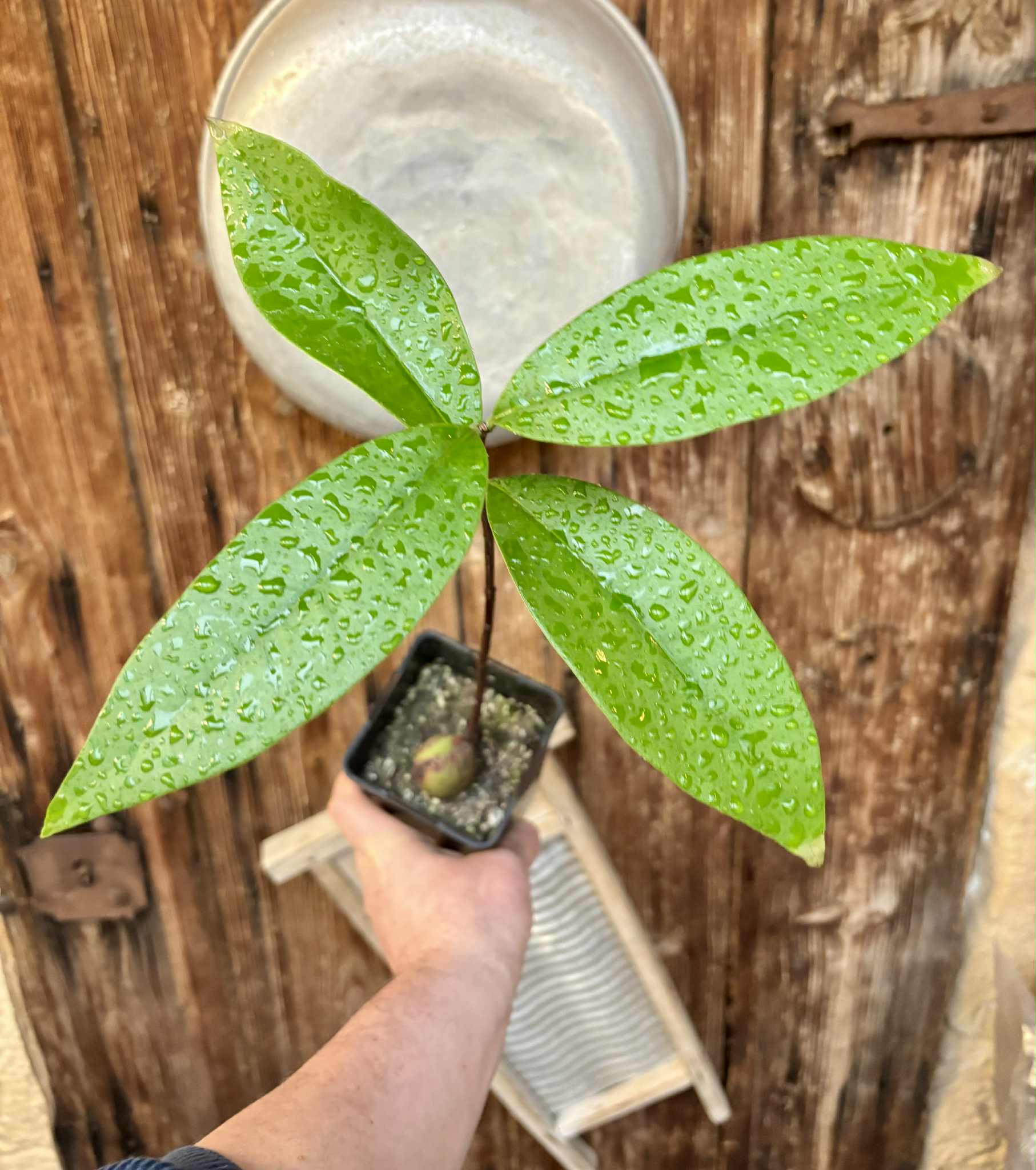 Eugenia sp Maca BIG -  1 potted seedling / 1 getopfter Sämling