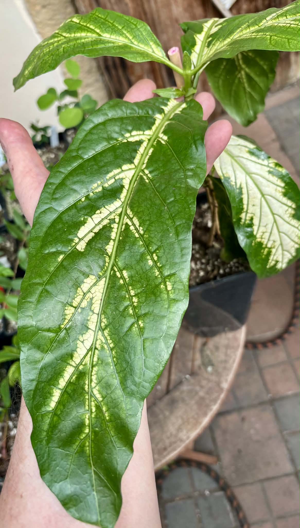 Noni Variegated (Morinda citrifolia) - 1 potted plant / 1 getopfte Pflanze