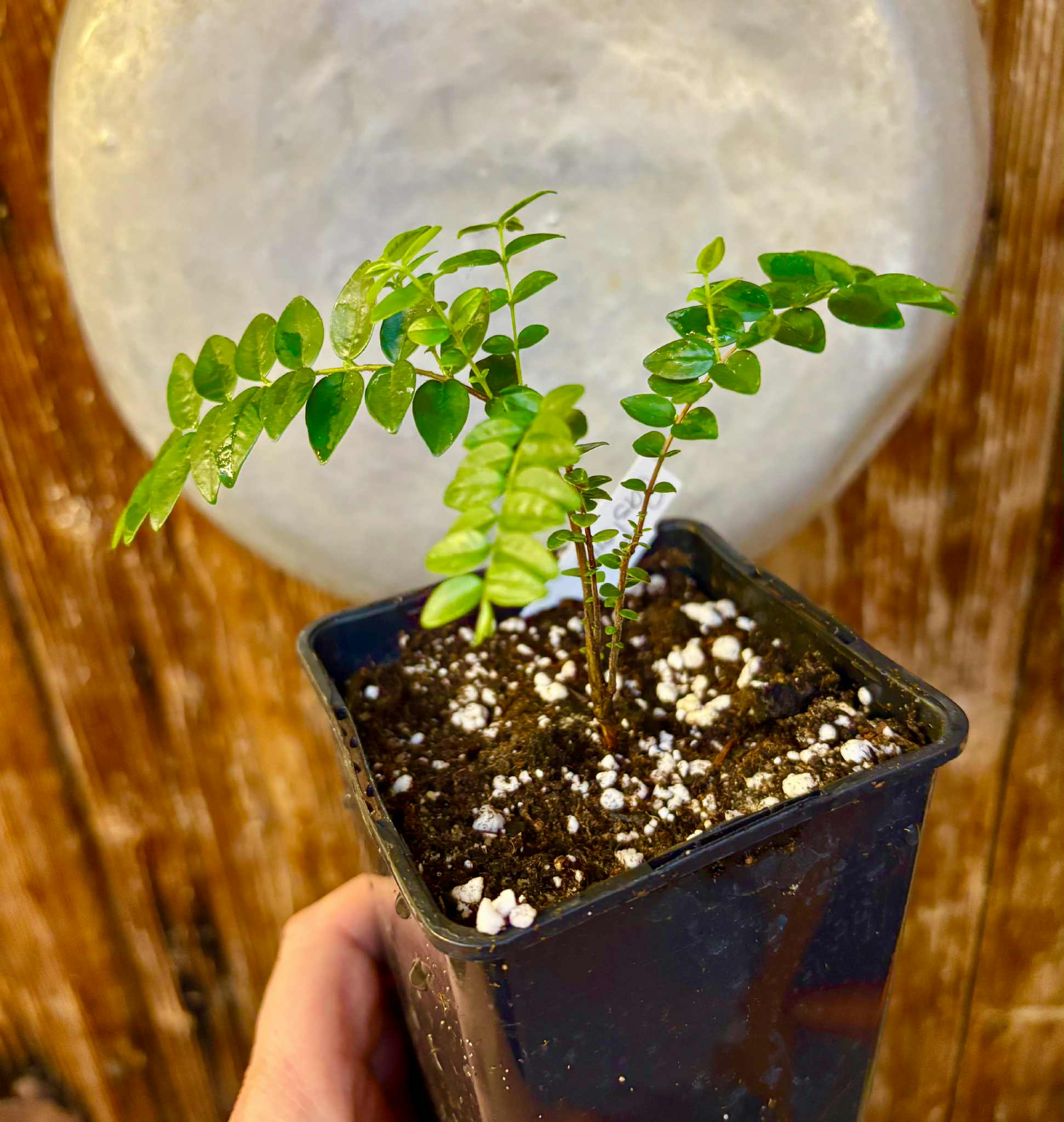 Myrciaria sp Pastora - 1 potted seedling / 1 getopfter Sämling