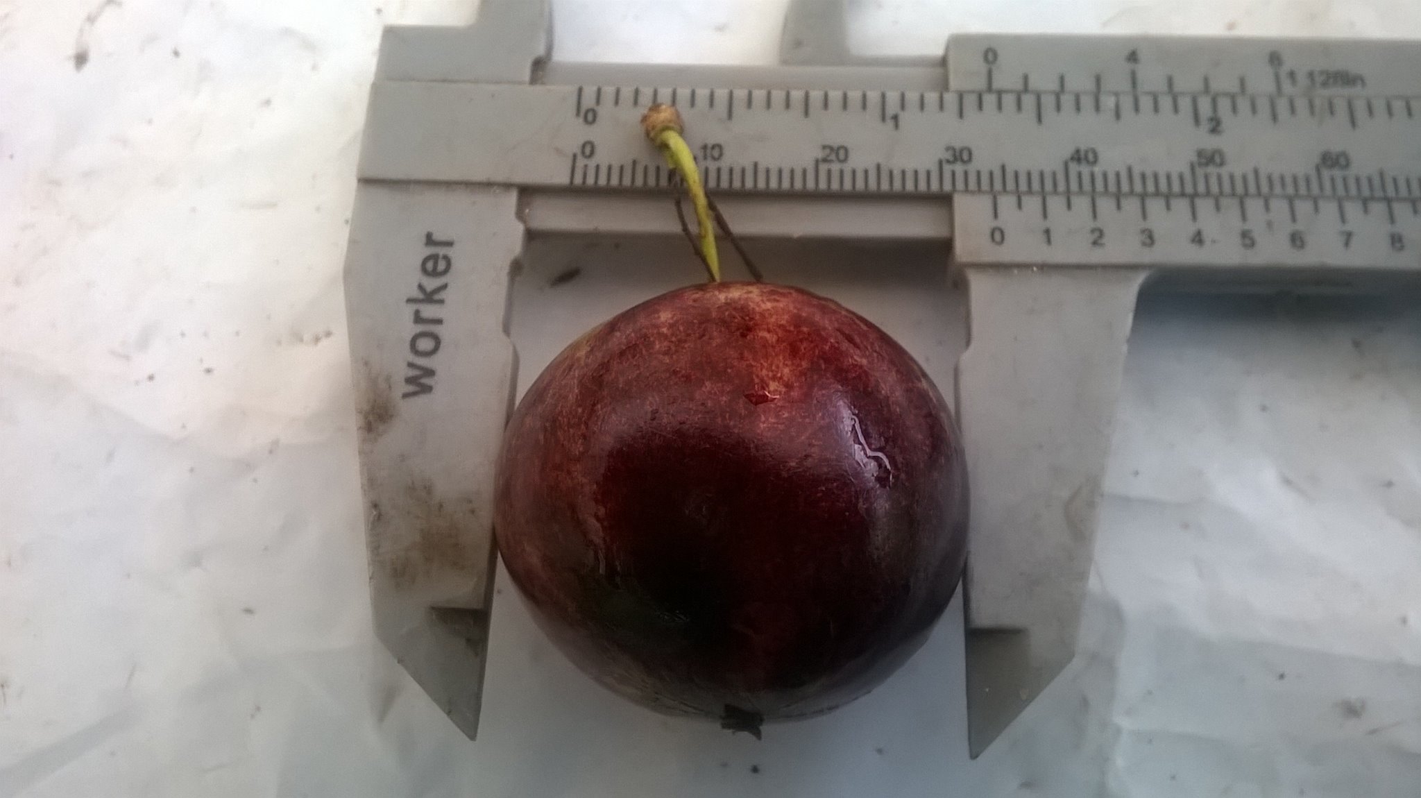8+ years old - Jaboticaba Cafe Rajada (Plinia trunciflora var Cafe Rajada) - 1 potted plant / 1 getopfte Pflanze