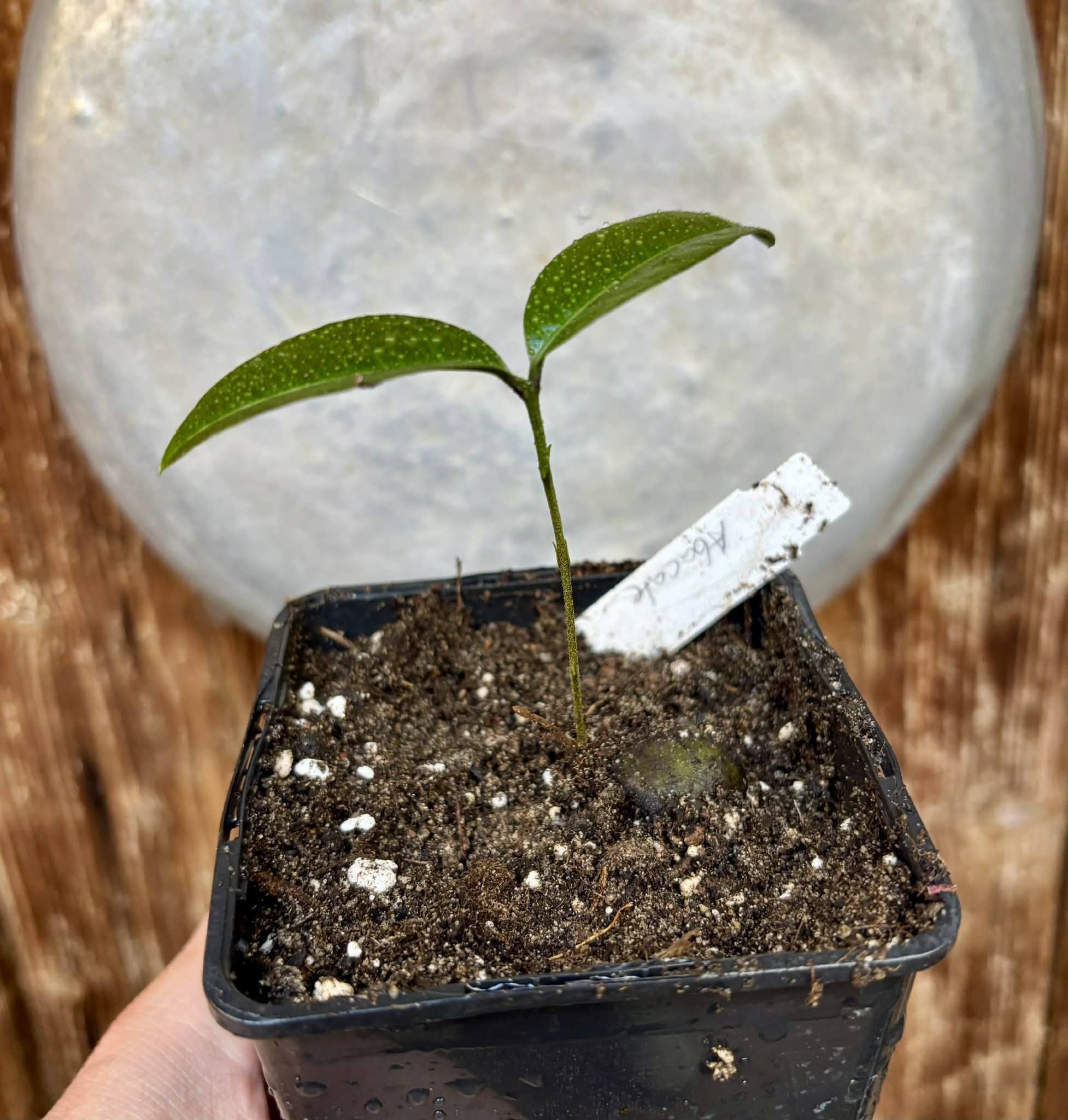 Eugenia sp Abacate -  1 potted seedling / 1 getopfter Sämling
