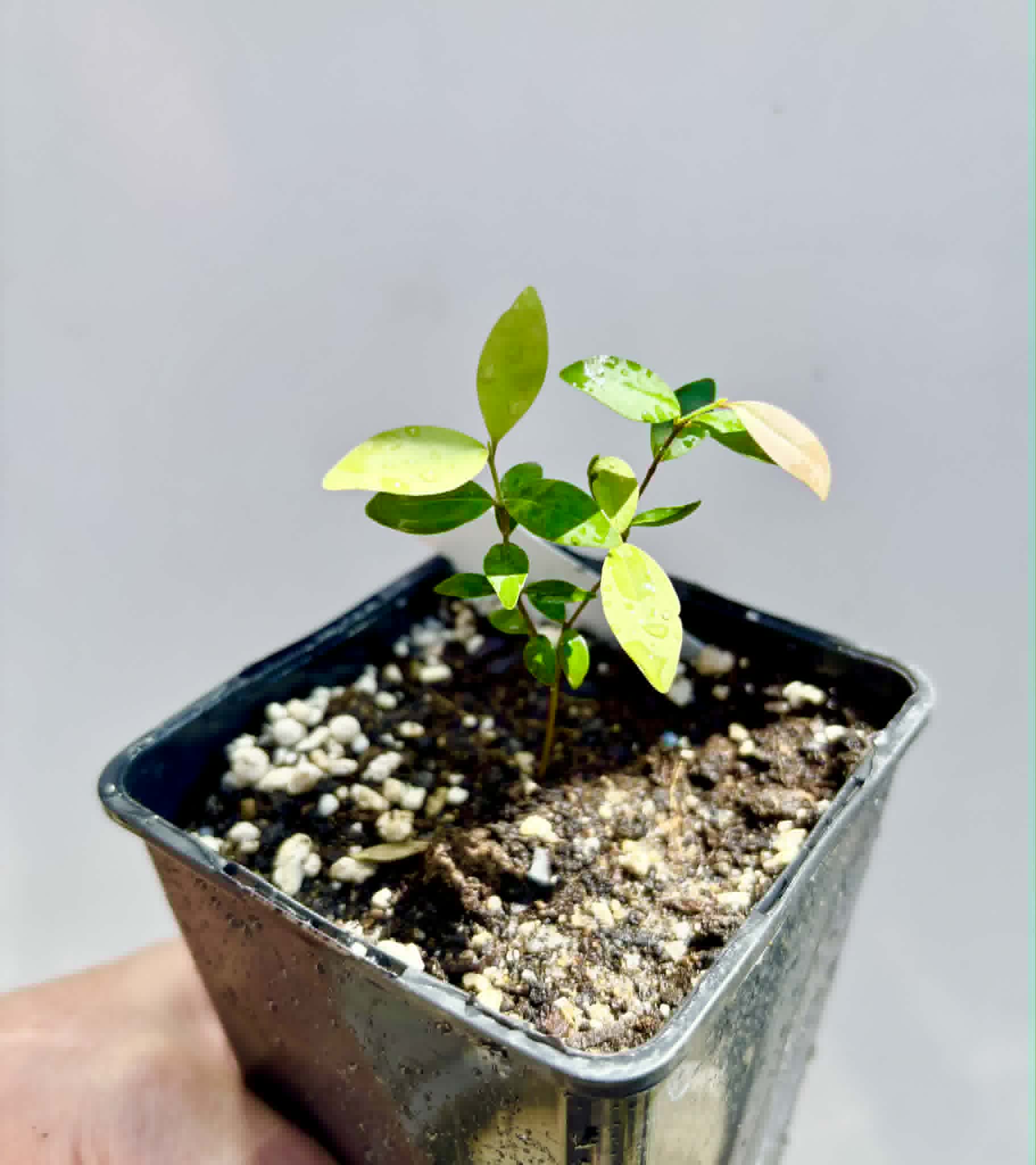 Eugenia sp Uvitas -  1 potted seedling / 1 getopfter Sämling