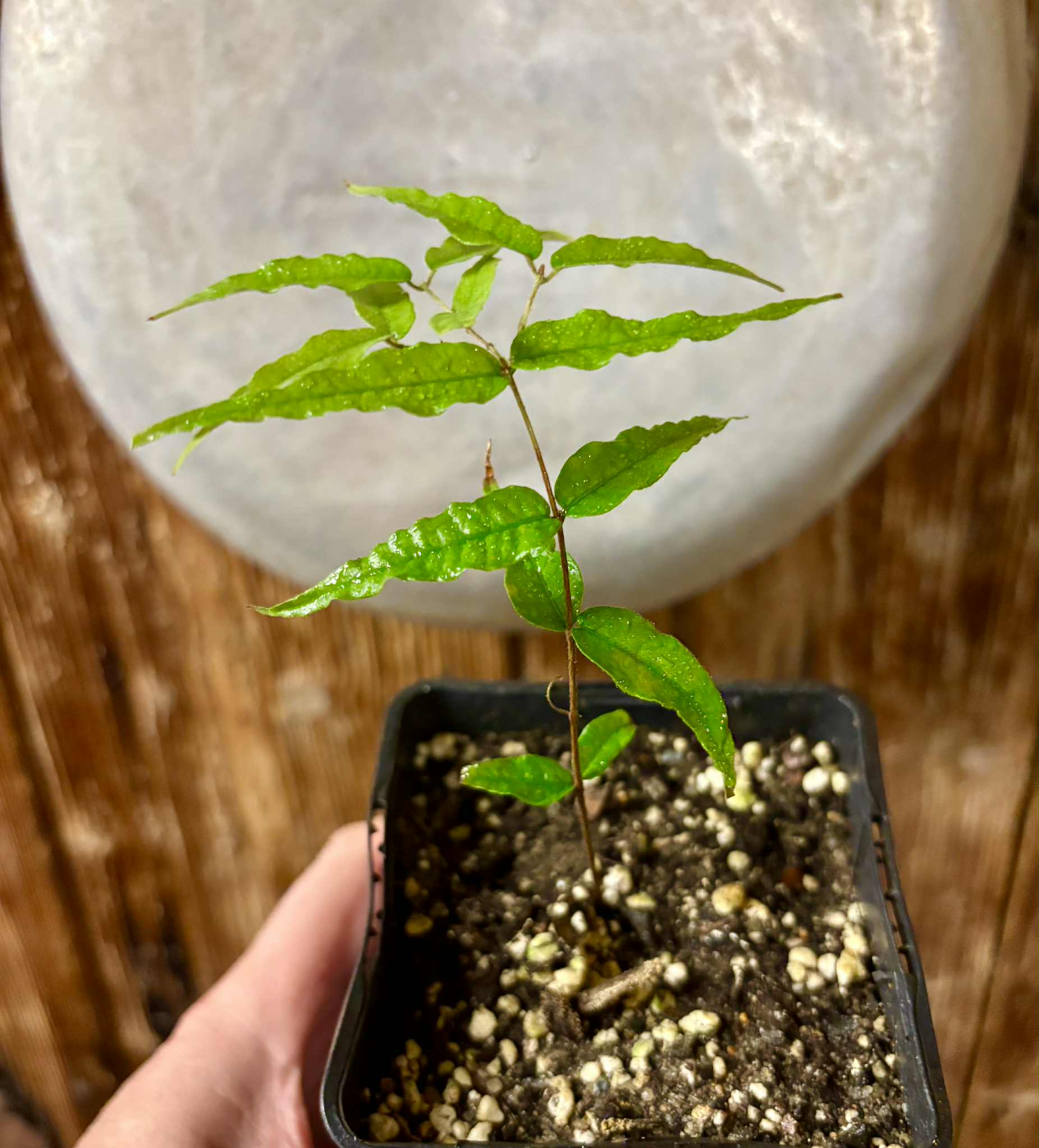 Jaboticaba - Plinia sp Rajada Cabo longo verde -  1 potted seedling / 1 getopfter Sämling