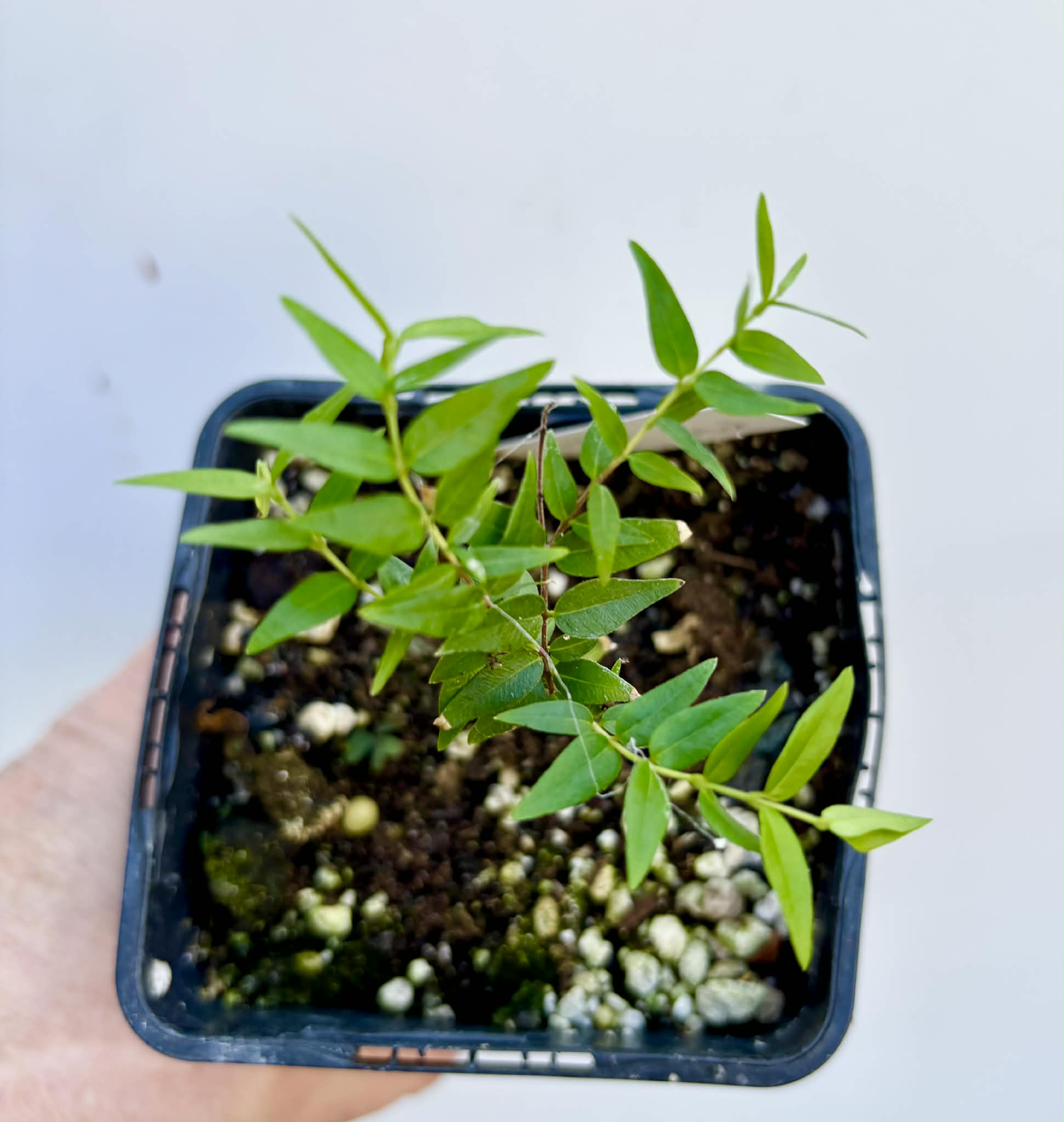 Myrciaria cuspidata BLACK - 1 potted seedling / 1 getopfter Sämling
