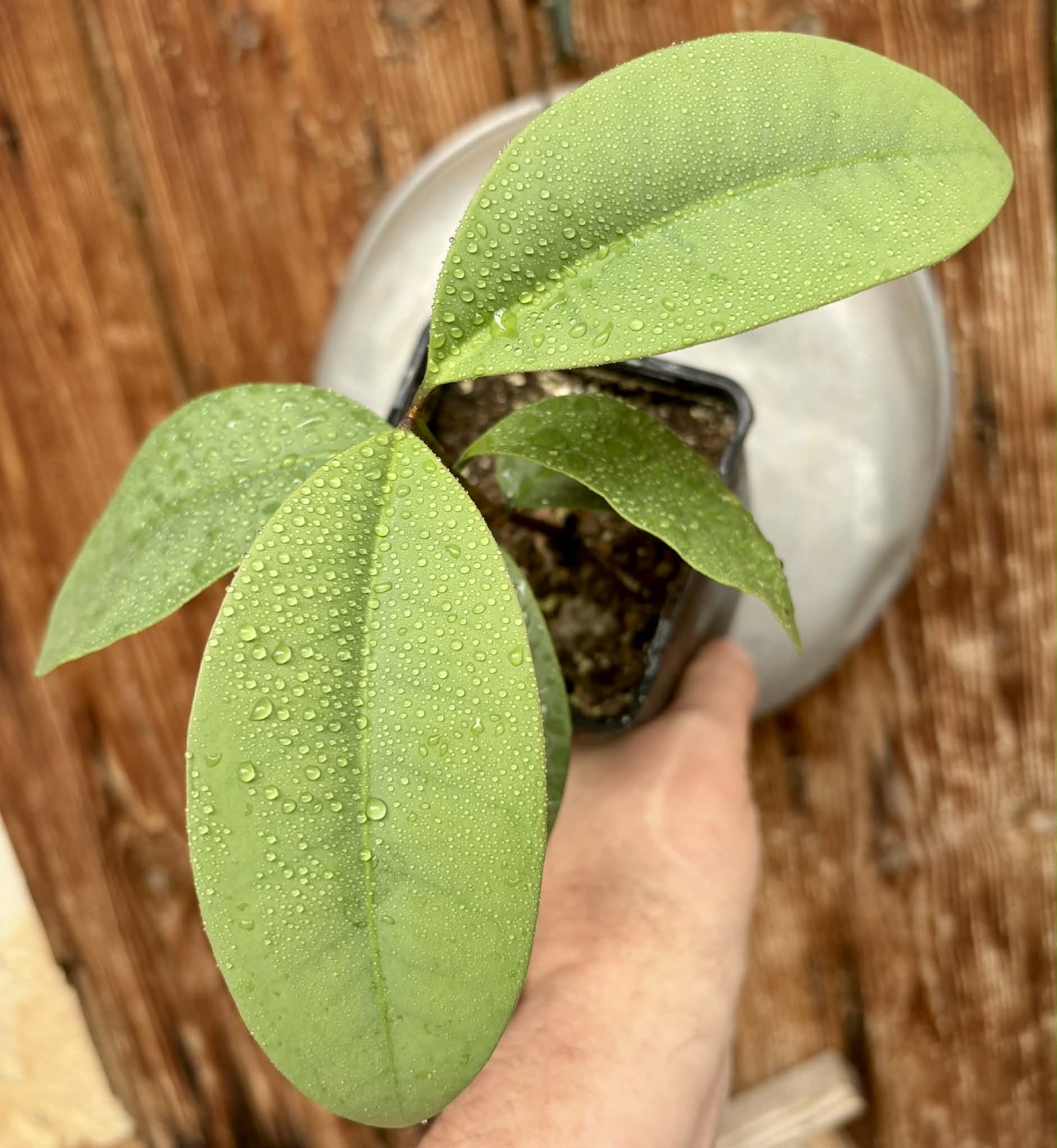 Eugenia sp Unana -  1 potted seedling / 1 getopfter Sämling