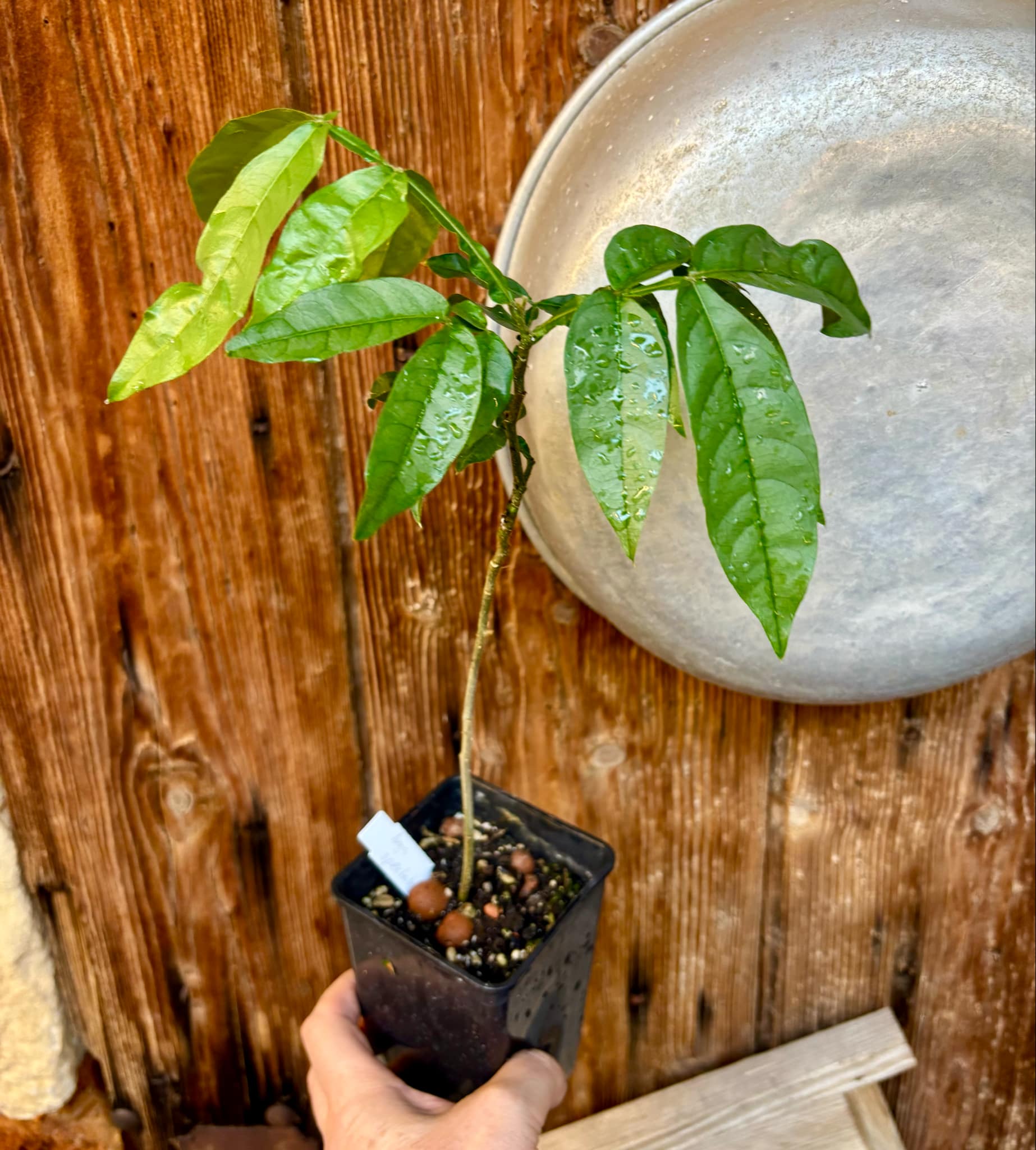 Inga spectabilis - Machete Ice cream bean - 1 potted plant / 1 getopfte Pflanze