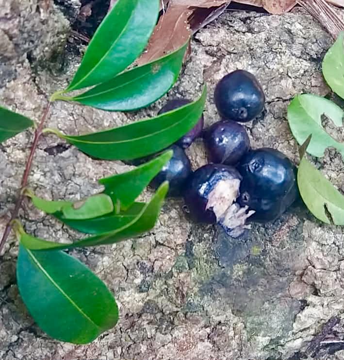 Pre Order - Eugenia sp. Santuário -  1 fresh seed / 1 frischer Samen