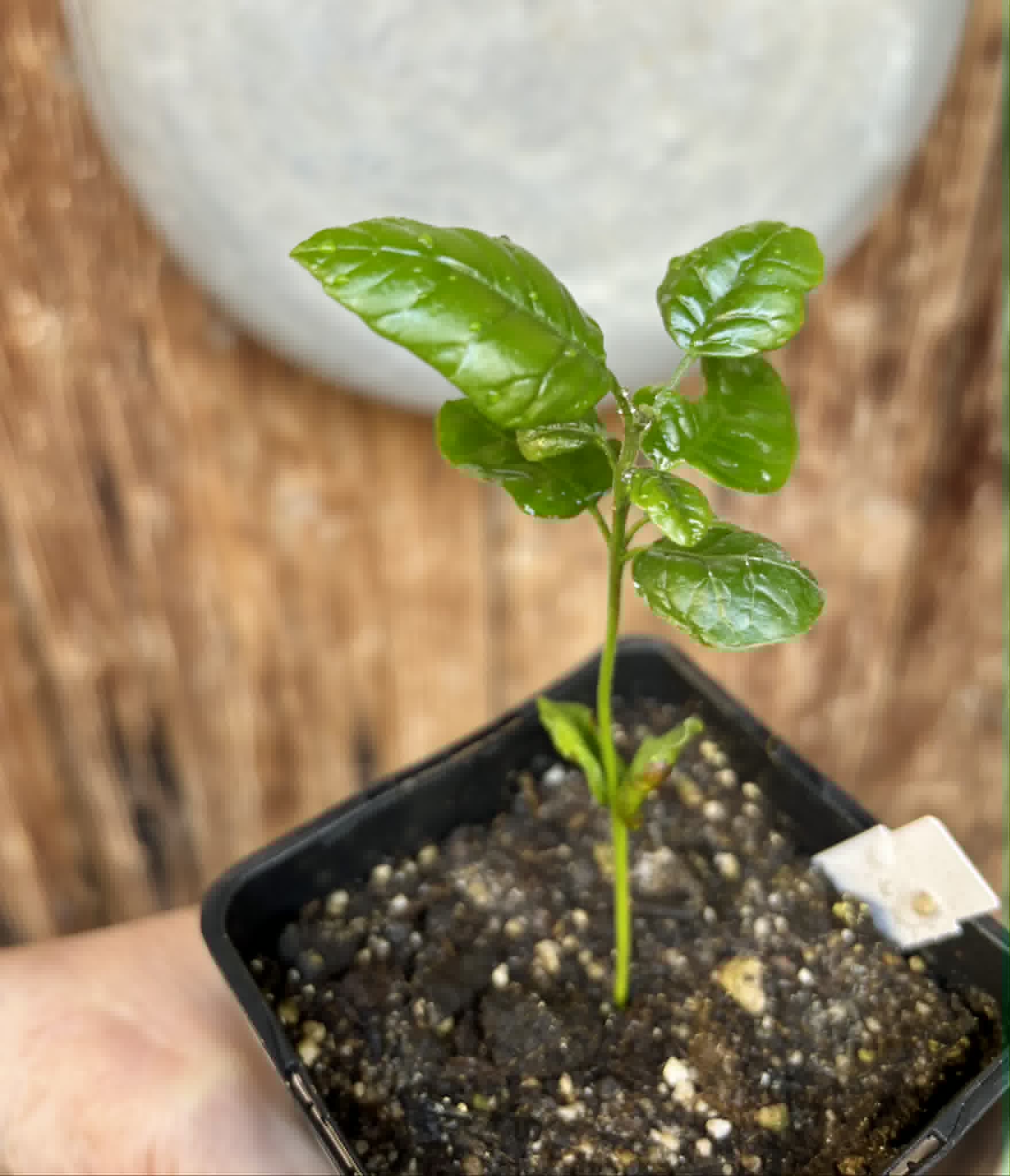Wampee (Clausena lansium) - 1 small potted seedling / 1 kleiner, getopfter Sämling