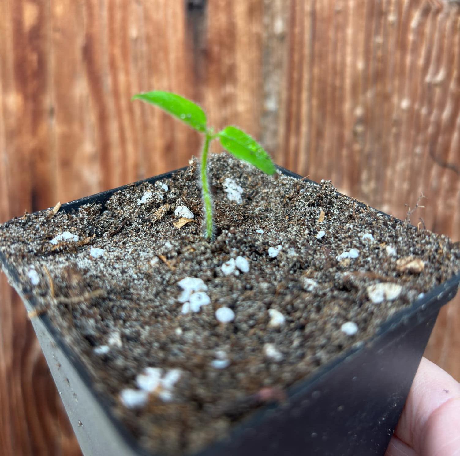 Solanum rumpincola - 1 small potted seedling / 1 kleiner, getopfter Sämling