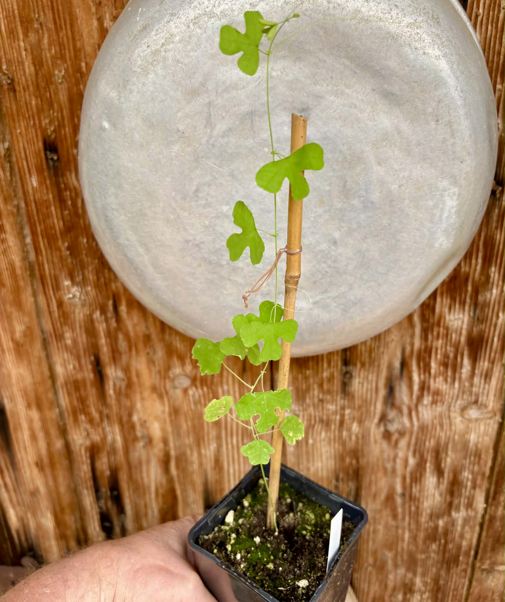 only 1 available - Passiflora edmundoi - 1 potted plant / 1 getopfte Pflanze