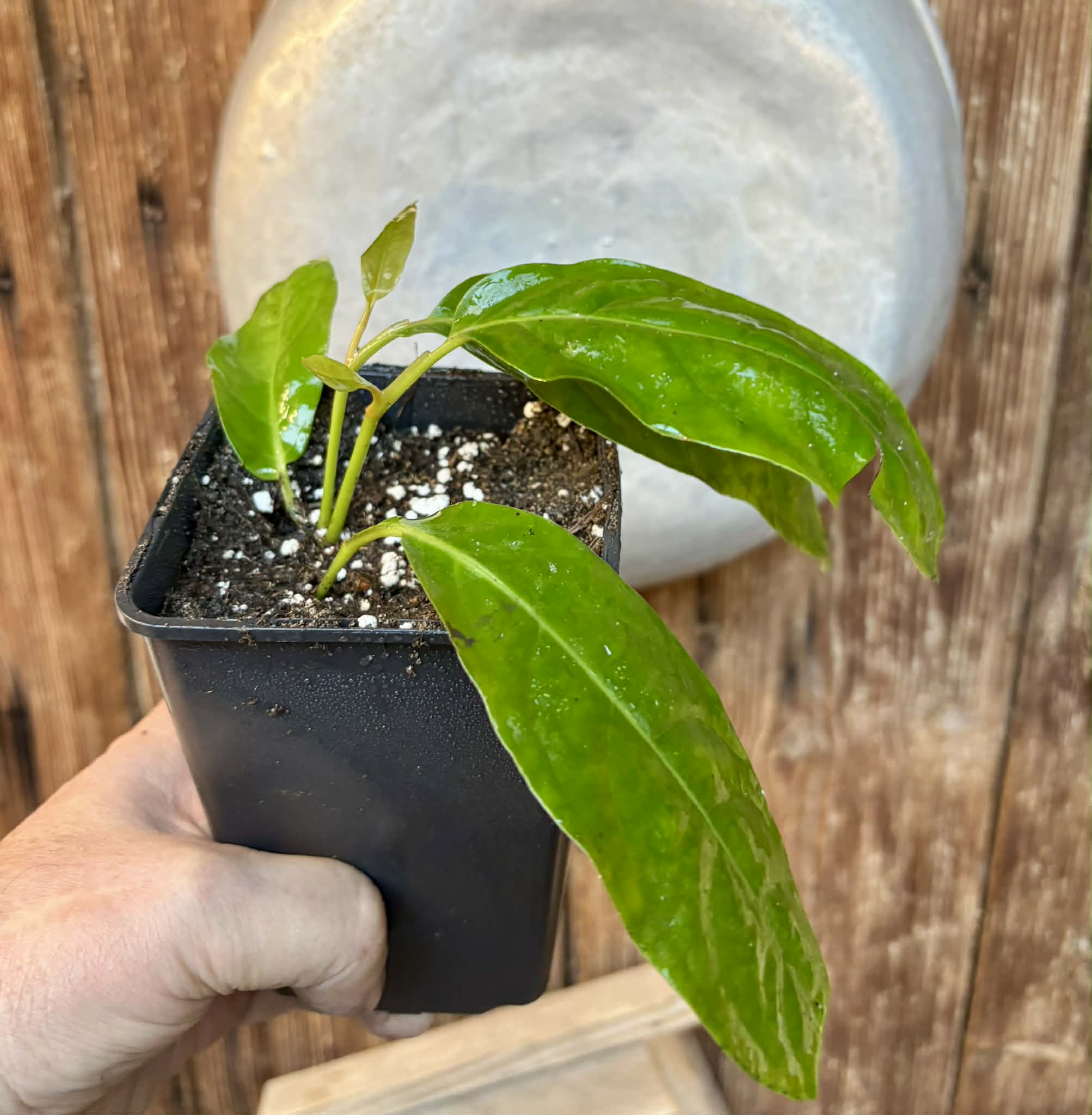 rooted cutting - Long Pepper  (Piper longum) - 1 potted plant / 1 getopfte Pflanze