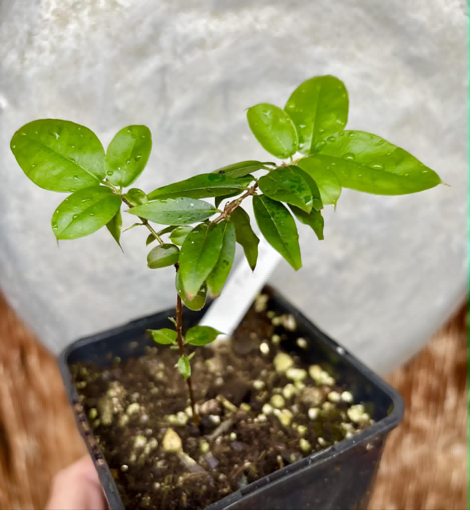 Jaboticaba - Plinia sp Pingo de Mel (Vilela A3) -  1 potted seedling / 1  getopfter Sämling