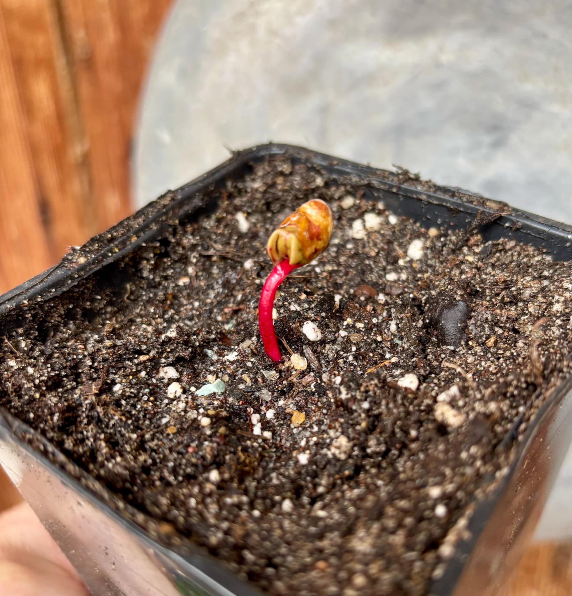 Myrcia sp Jaboticaba Bahia -  1 small potted seedling / 1 kleiner, getopfter Sämling