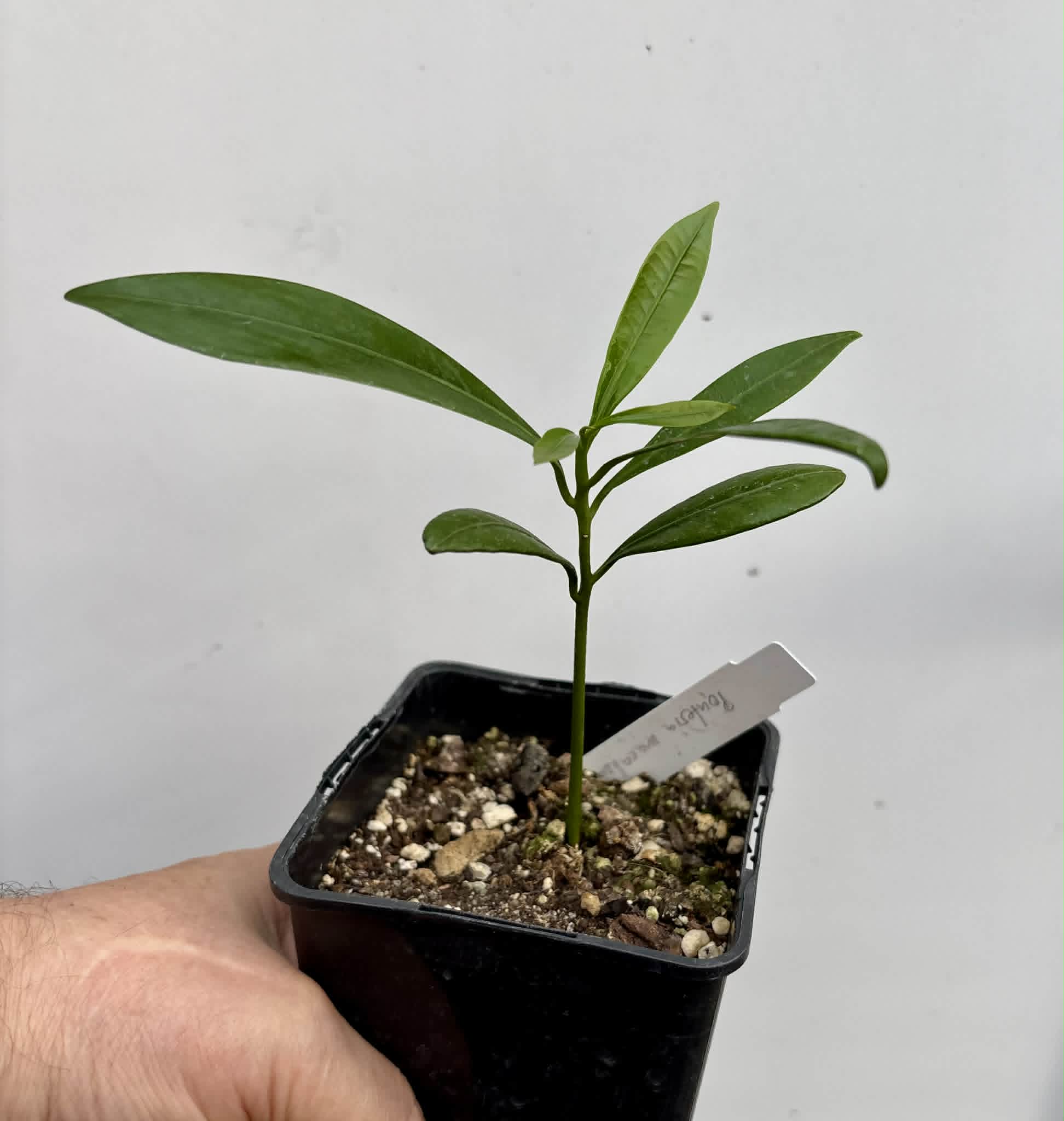 Pouteria macahensis - 1 potted seedling / 1 getopfter Sämling