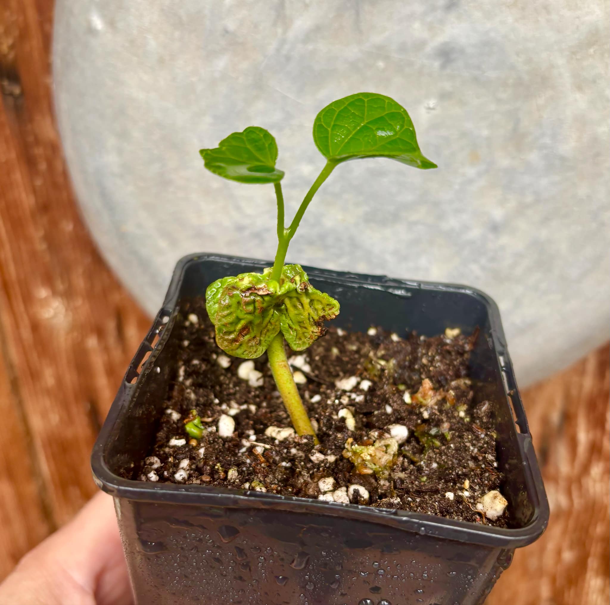 Chupa-Chupa (Matisia cordata)  -  1 fresh potted seedling / 1 frisch getopfter Sämling
