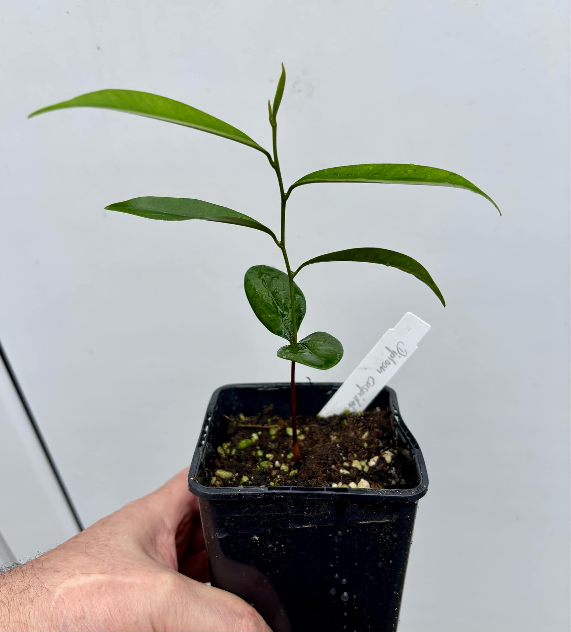 Diploon cuspidatum  -  1 potted seedling / 1 getopfter Sämling