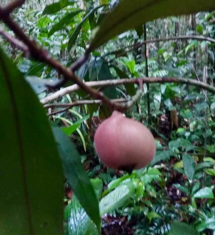 Pre Order - Red Plinia longiacuminata -  1 fresh seed / 1 frischer Samen