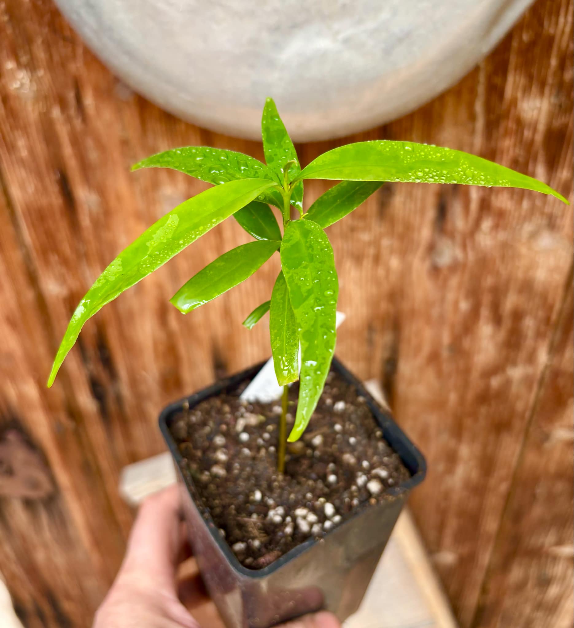 Leche-Miel Fruit (Lacmellea edulis) - 1 potted plant / 1 getopfte Pflanze