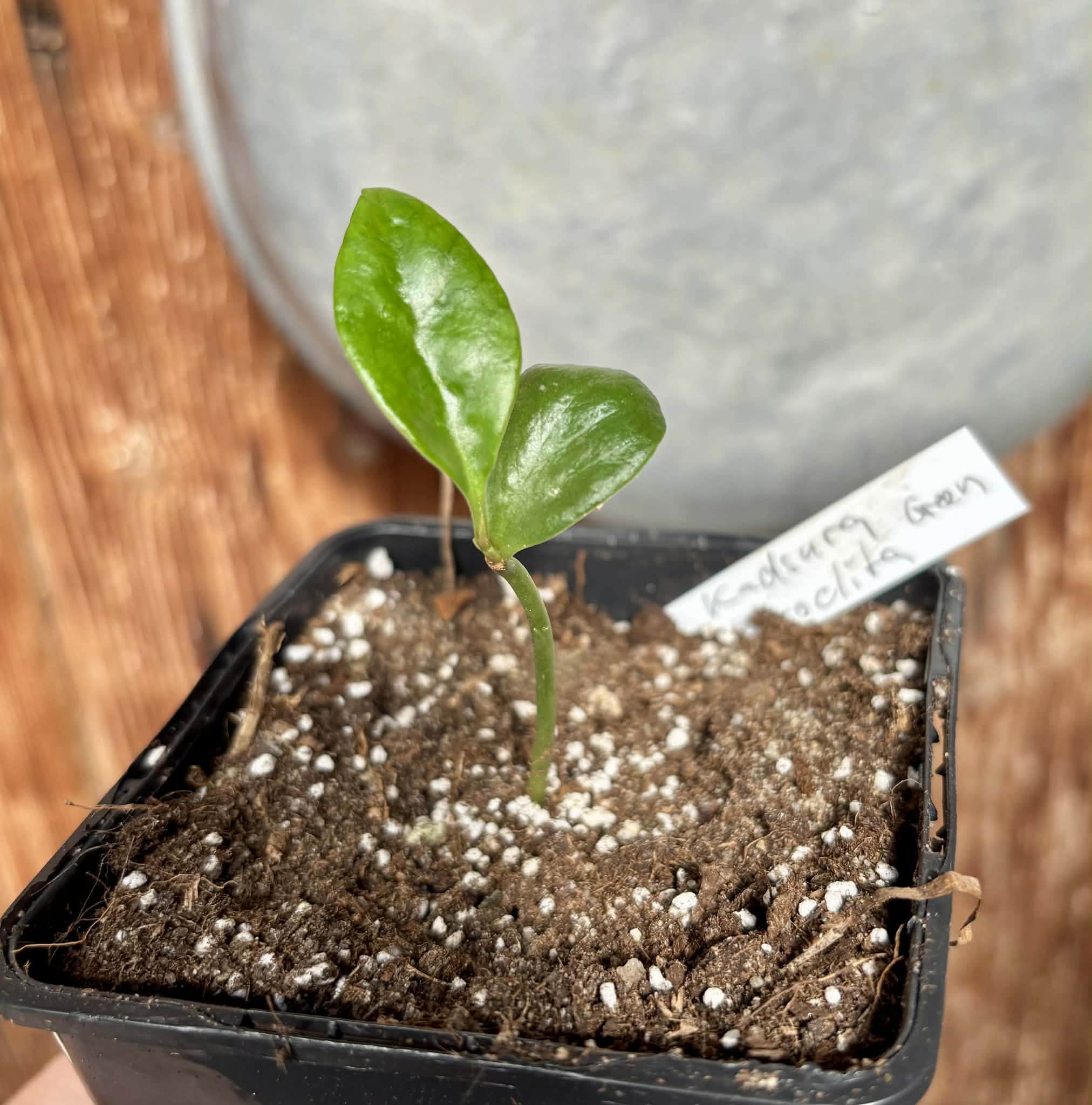 Kadsura heteroclita "Green" - 1 potted seedling / 1 getopfter Sämling