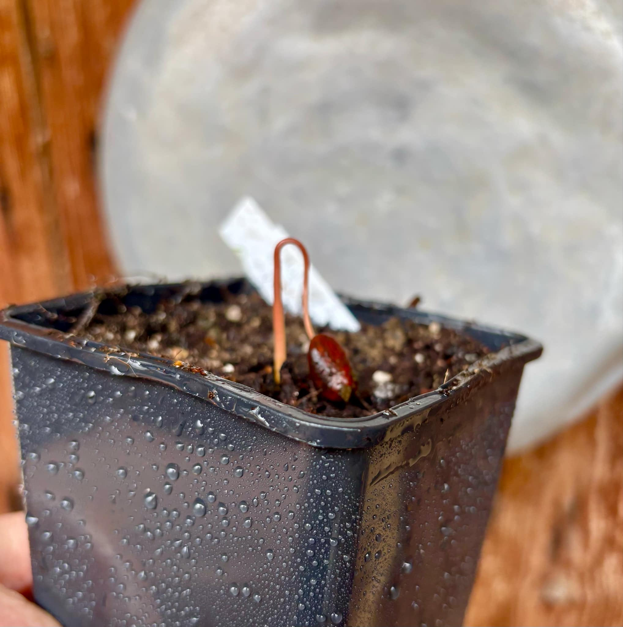 Duguetia cf vallicola  - 1 small potted seedling / 1 kleiner, getopfter Sämling