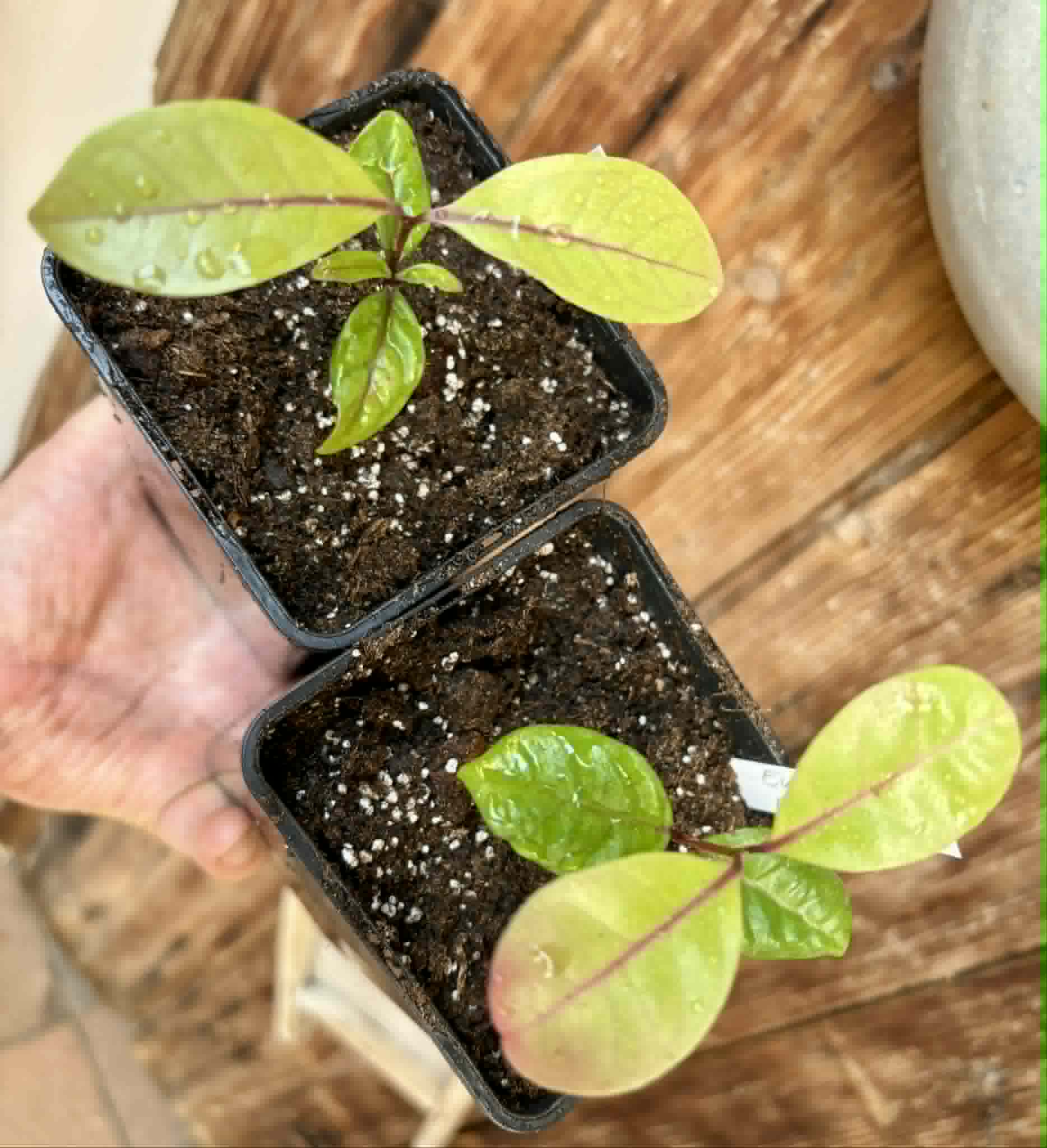 Eugenia rotundifolia var. Camamu - 1 potted seedling / 1 getopfter Sämling