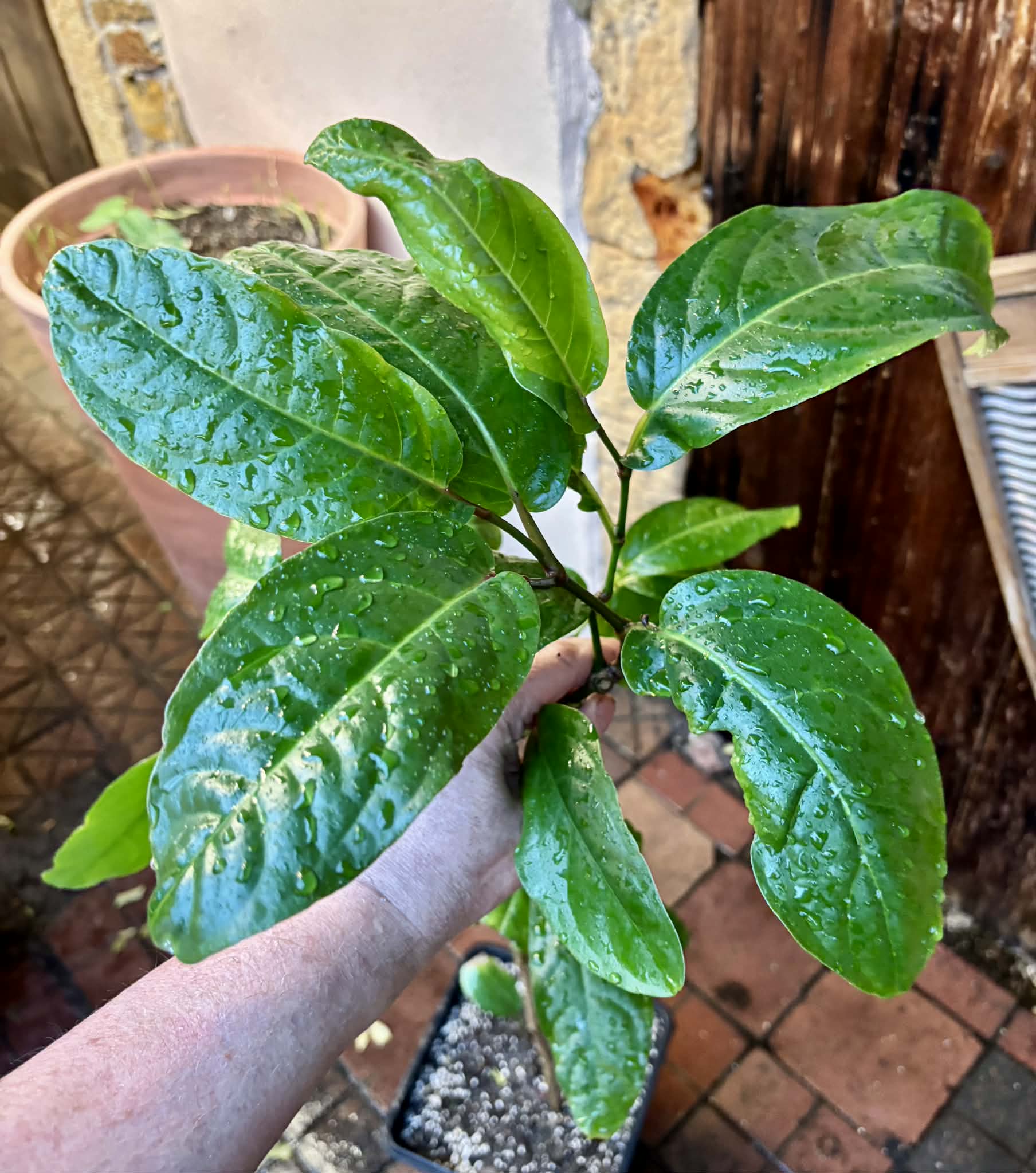 Long Pepper  (Piper longum) - 1 potted plant / 1 getopfte Pflanze