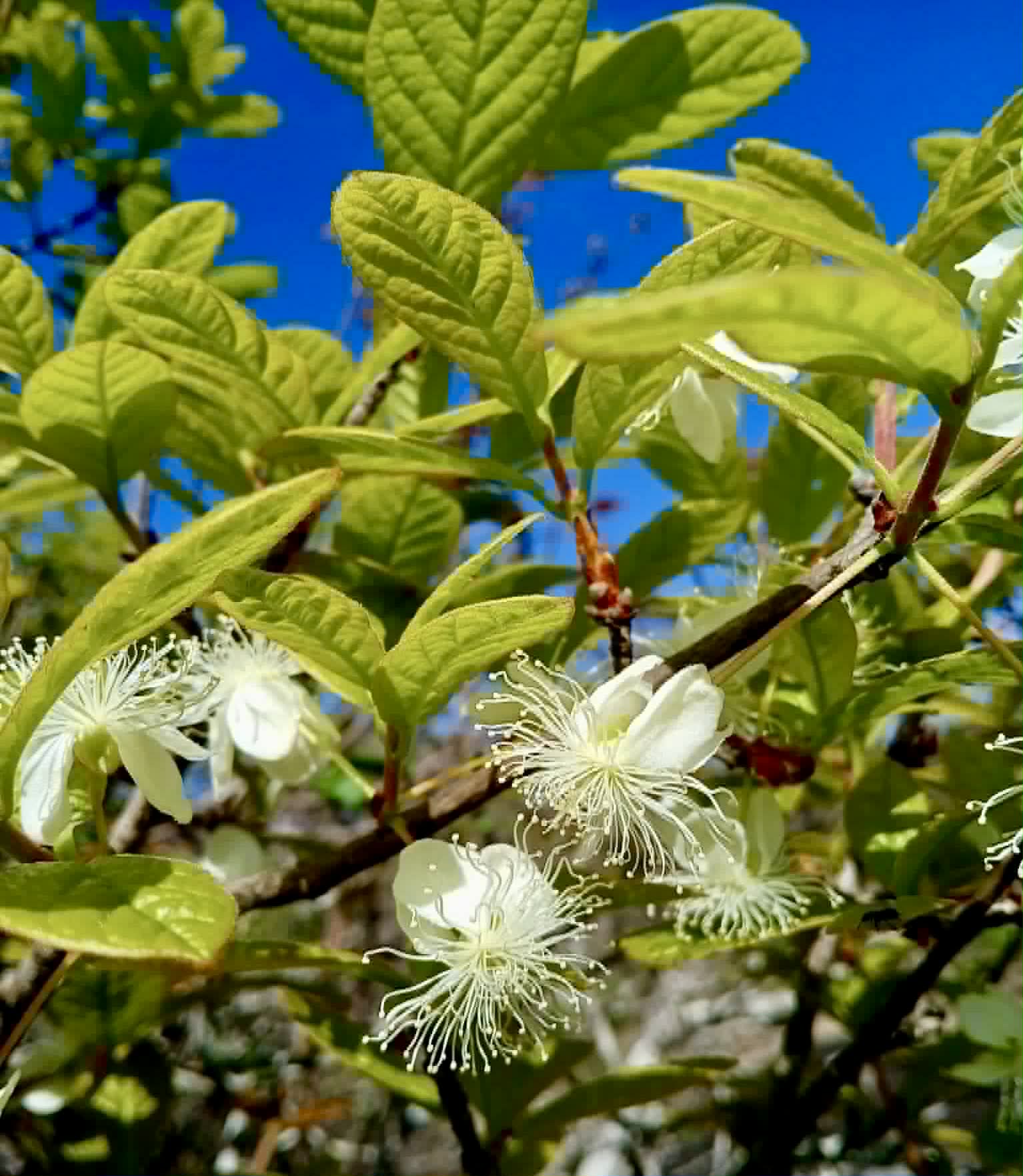 Pre Order - Eugenia duarteana - 1 fresh seed / 1 frischer Samen