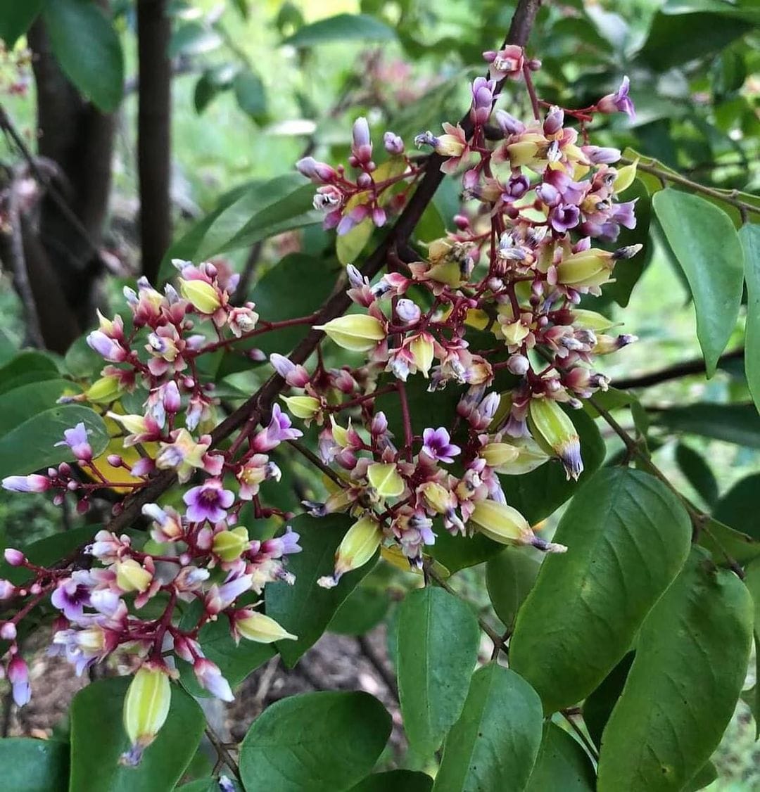 Carambola var. Fwang Tung - 1 potted plant / 1 getopfte Pflanze
