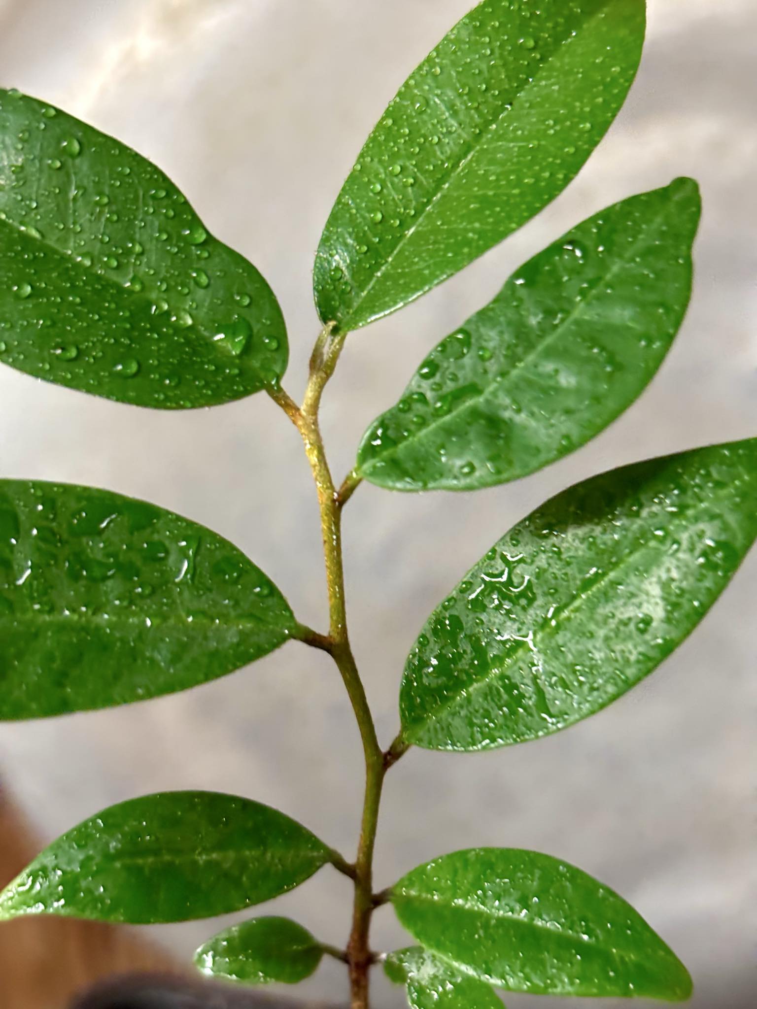 Chrysophyllum arenarium - Ameixa do Nordeste - 1 potted plant / 1 getopfte Pflanze