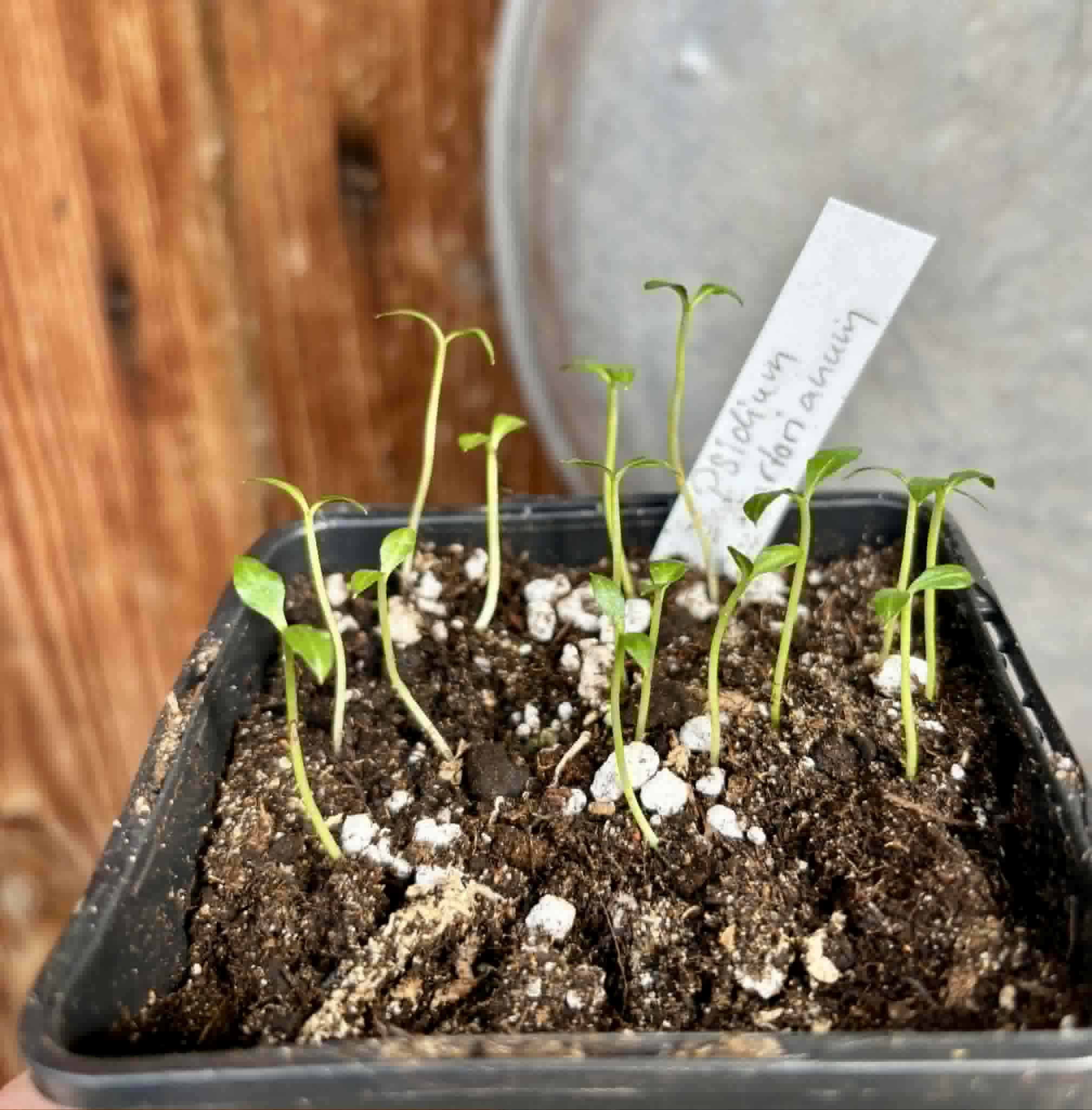 15 in 1 pot - Psidium sartorianum - 15 seedlings in one pot / 15 Sämlinge in einem Topf