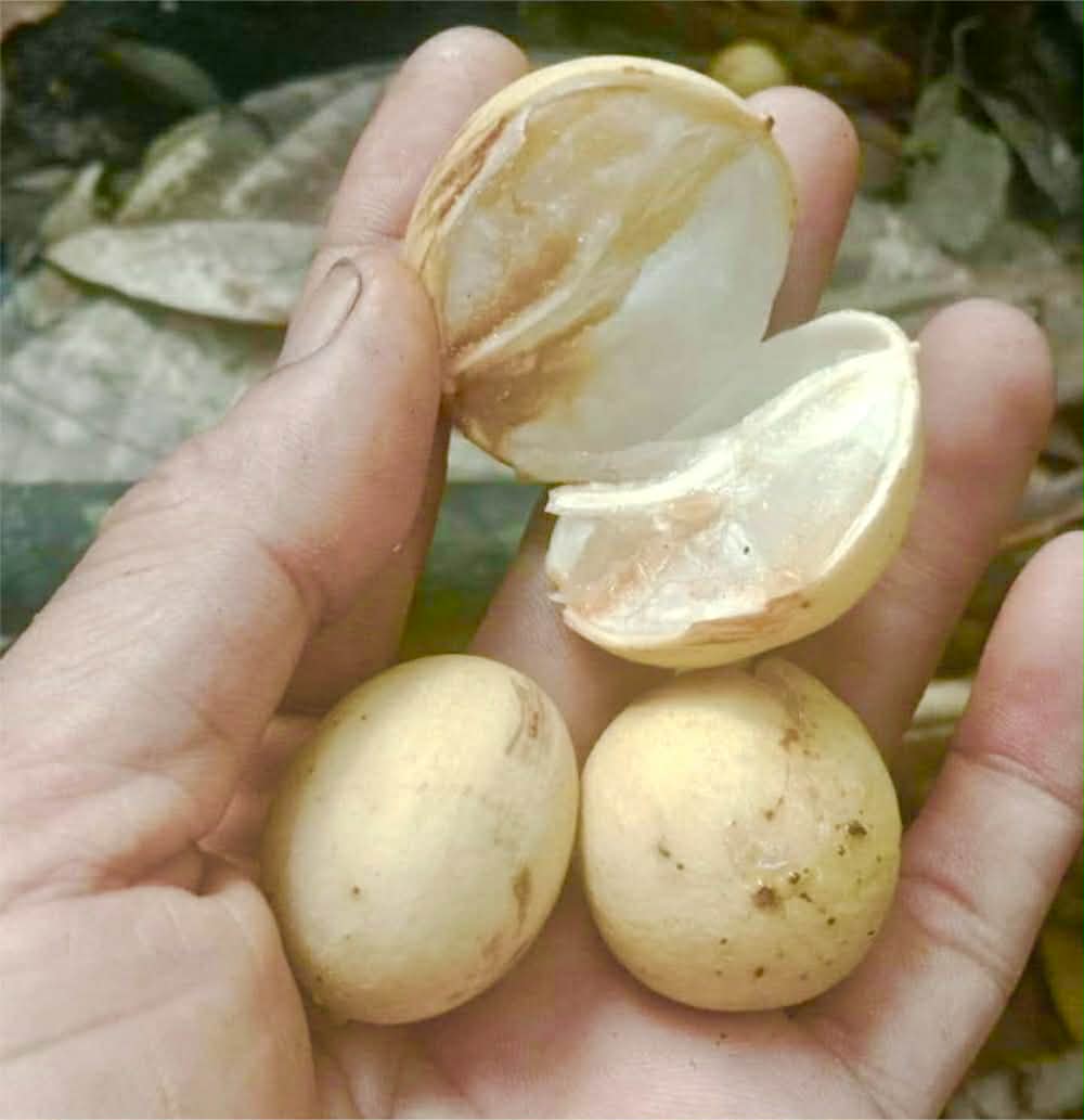 Pre Order - Aglaia sp. Papua - 1 fresh seed / 1 frischer Samen