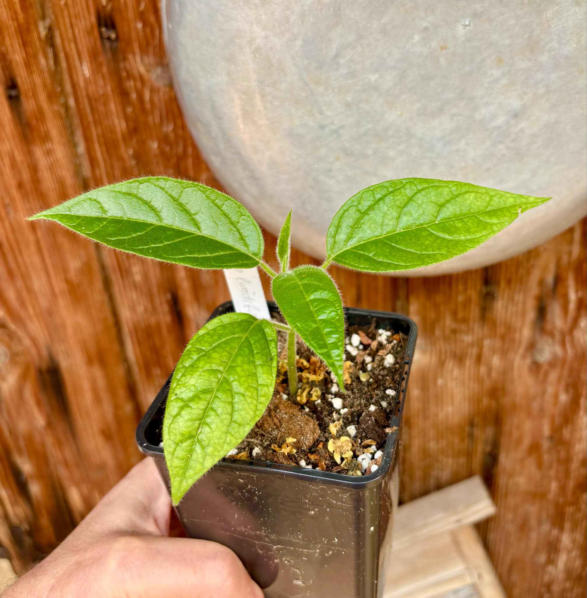 Solanum luridifuscescens - Tomatao Verde Piloso - 1 small potted seedling / 1 kleiner, getopfter Sämling