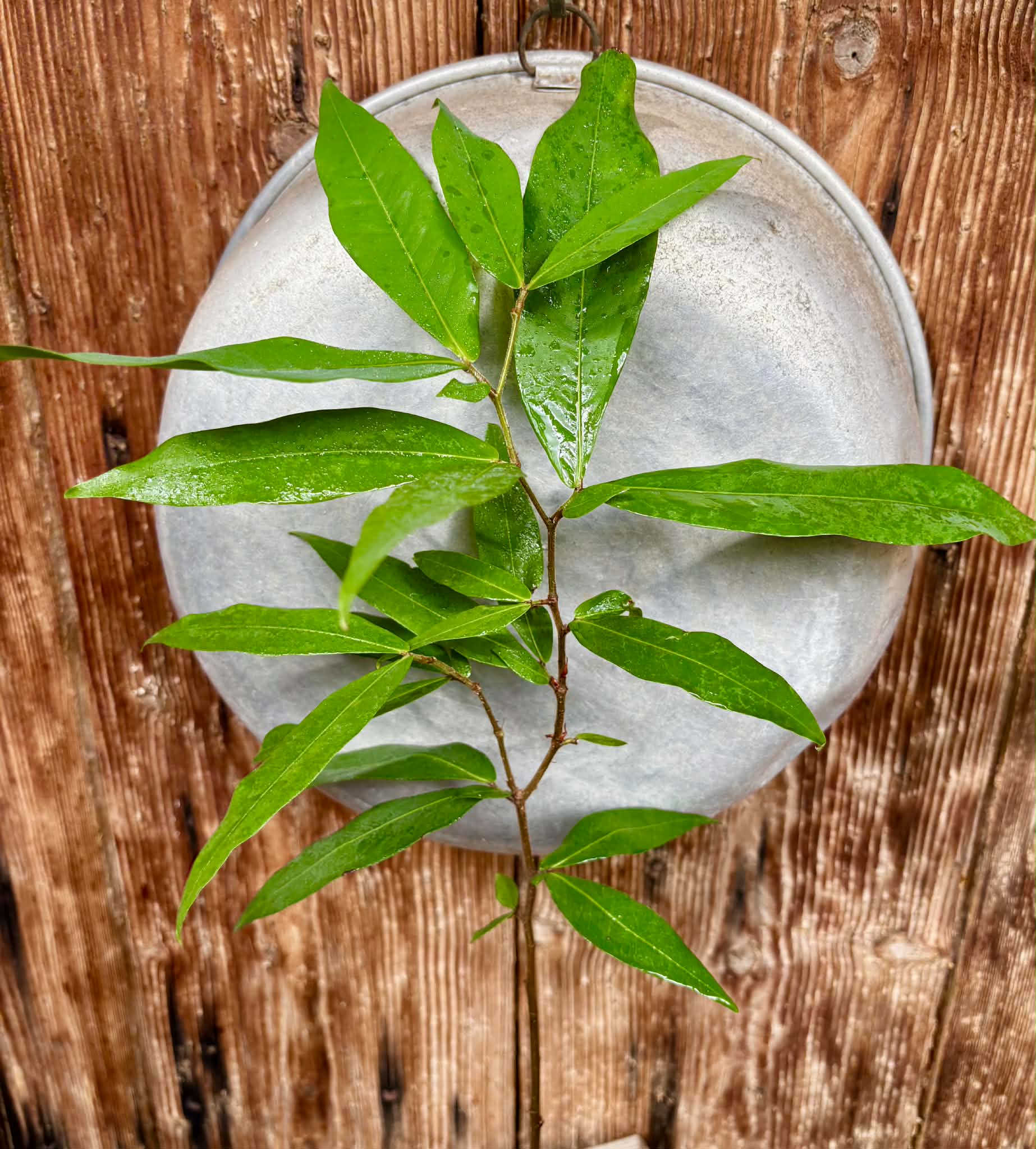 Kekatong (Cynometra malaccensis) - 1 potted plant / 1 getopfte Pflanze
