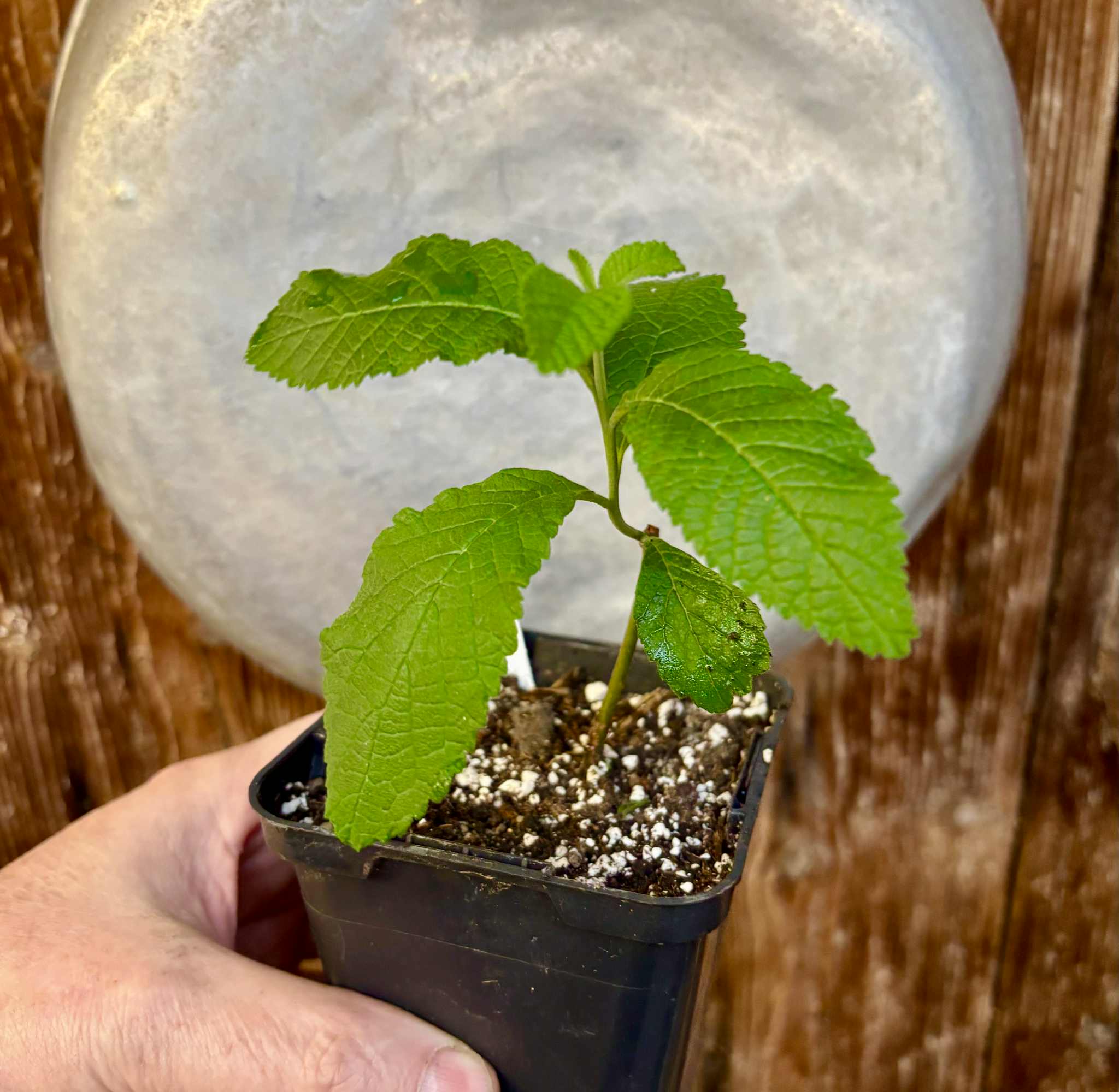 rooted cutting - Erva baleeira  (Cordia verbenacia) - 1 potted plant / 1 getopfte Pflanze