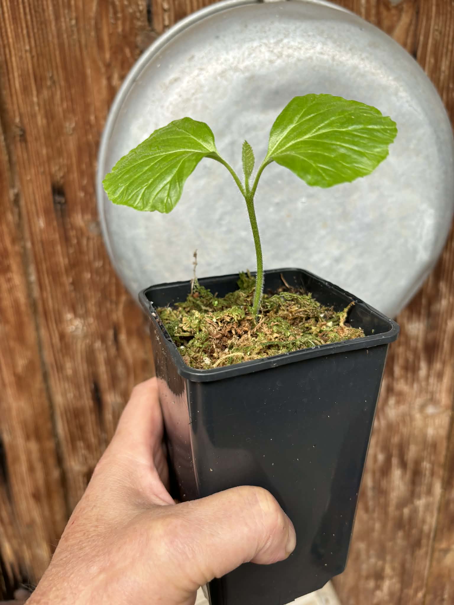 Zirikote (Cordia dodecandra) - 1 potted seedling / 1 getopfter Sämling