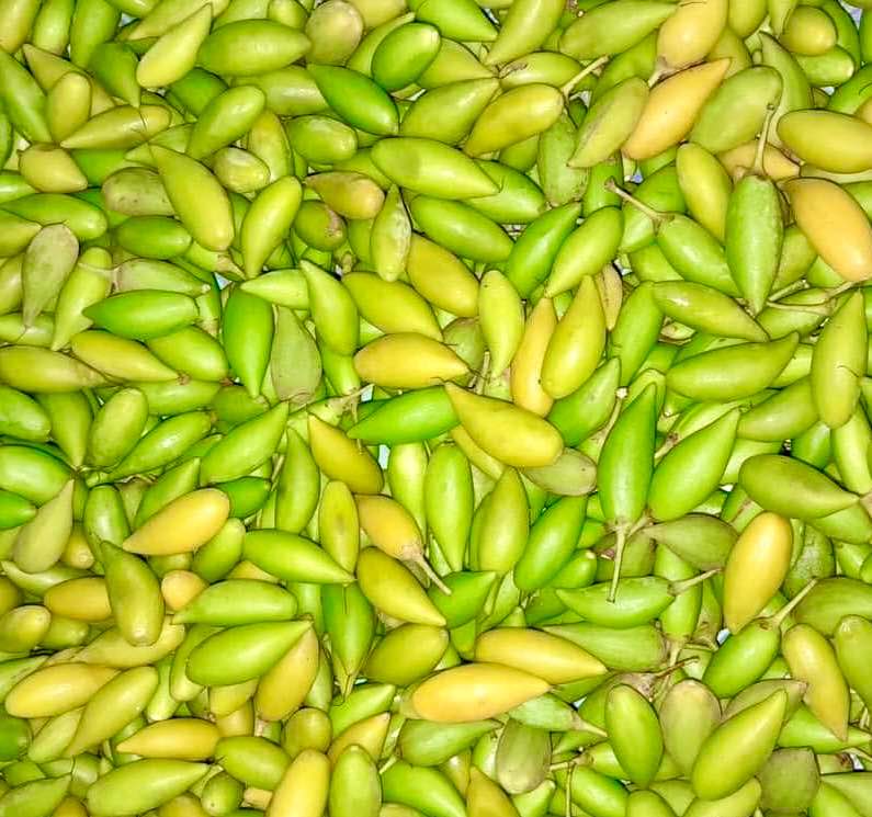 Madhuca thorelii - Mak Dauy Fruit -   1 germinated seed / 1 gekeimter Samen