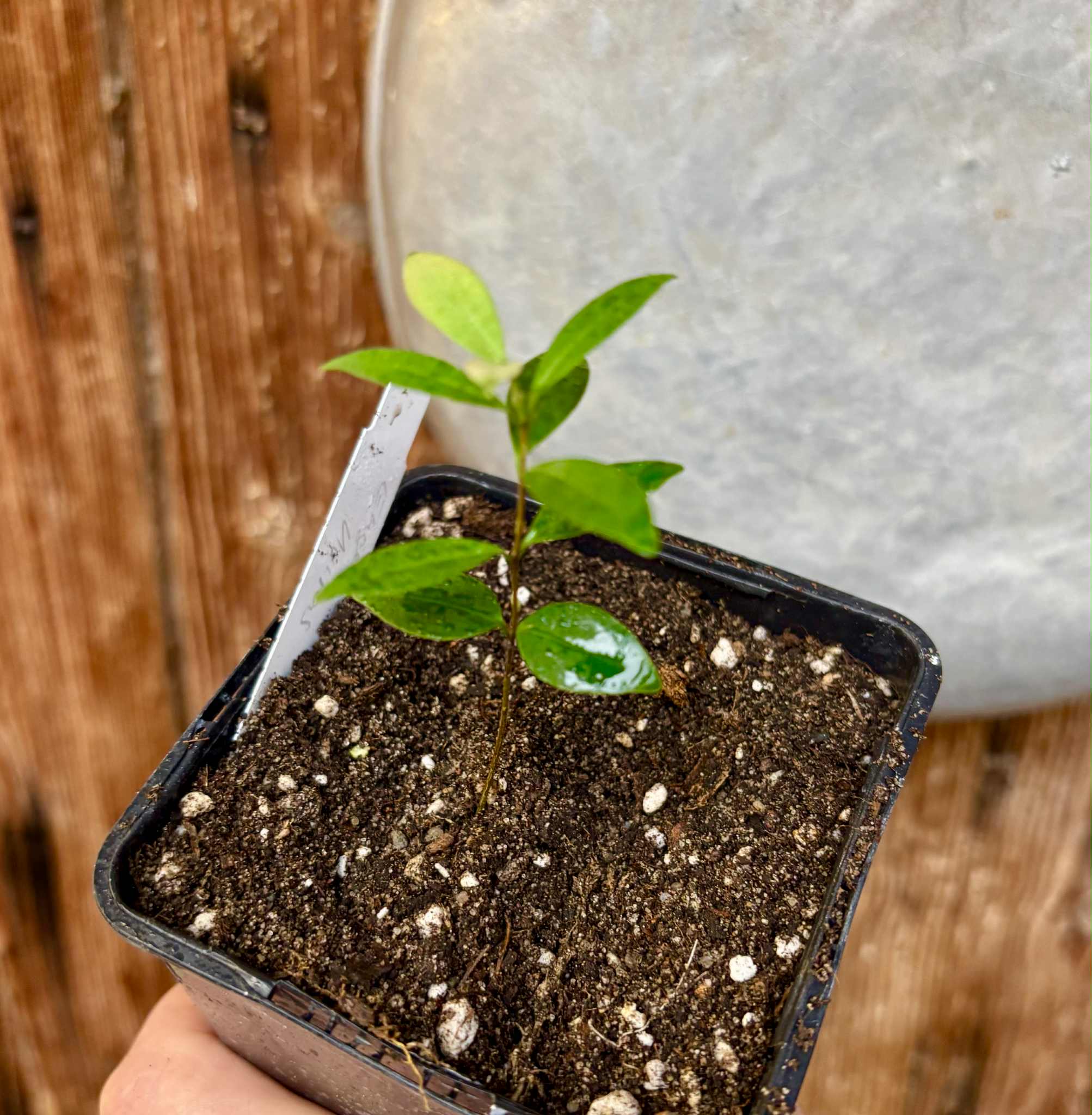 Eugenia sp Uvitas -  1 small potted seedling / 1 kleiner, getopfter Sämling