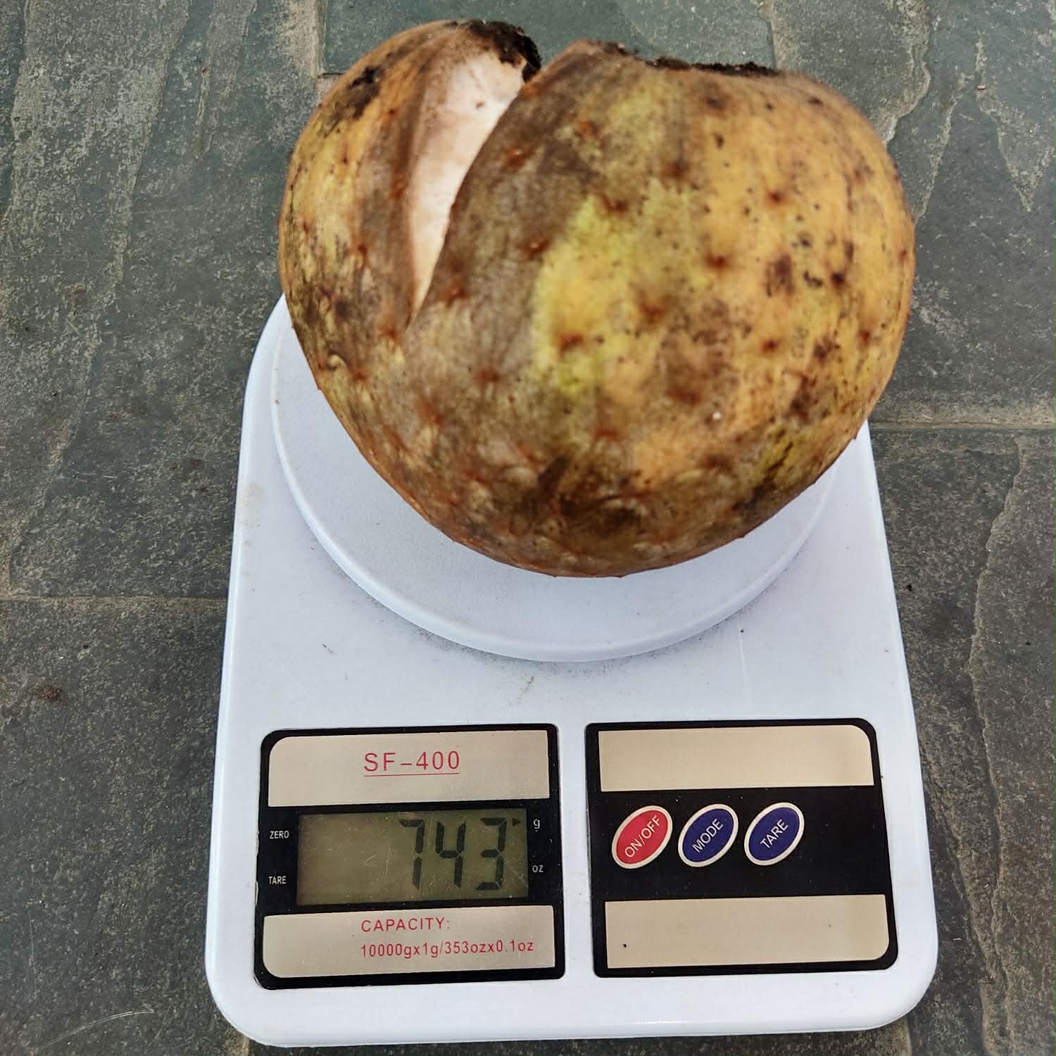 Pre Order - Annona salzmannii - 3 fresh seeds / 3 frische Samen