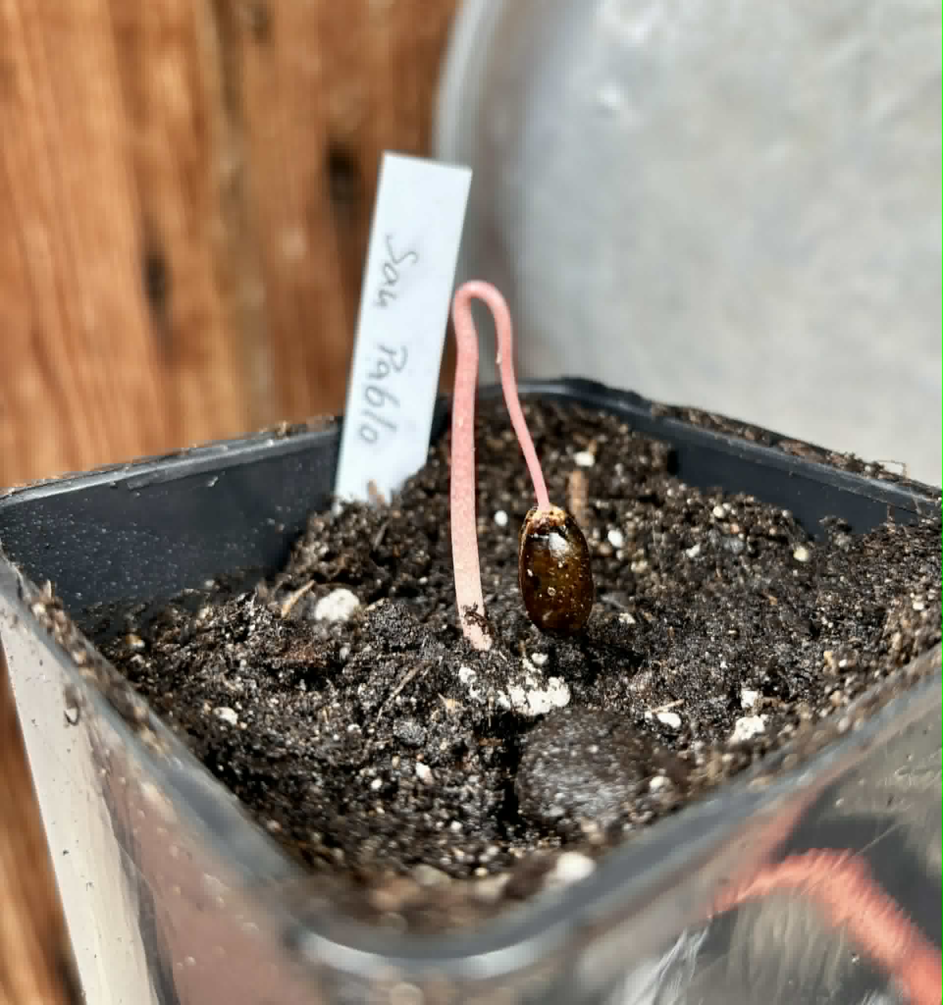 Annona reticulata var San Pablo - 1 potted seedling / 1 getopfter Sämling